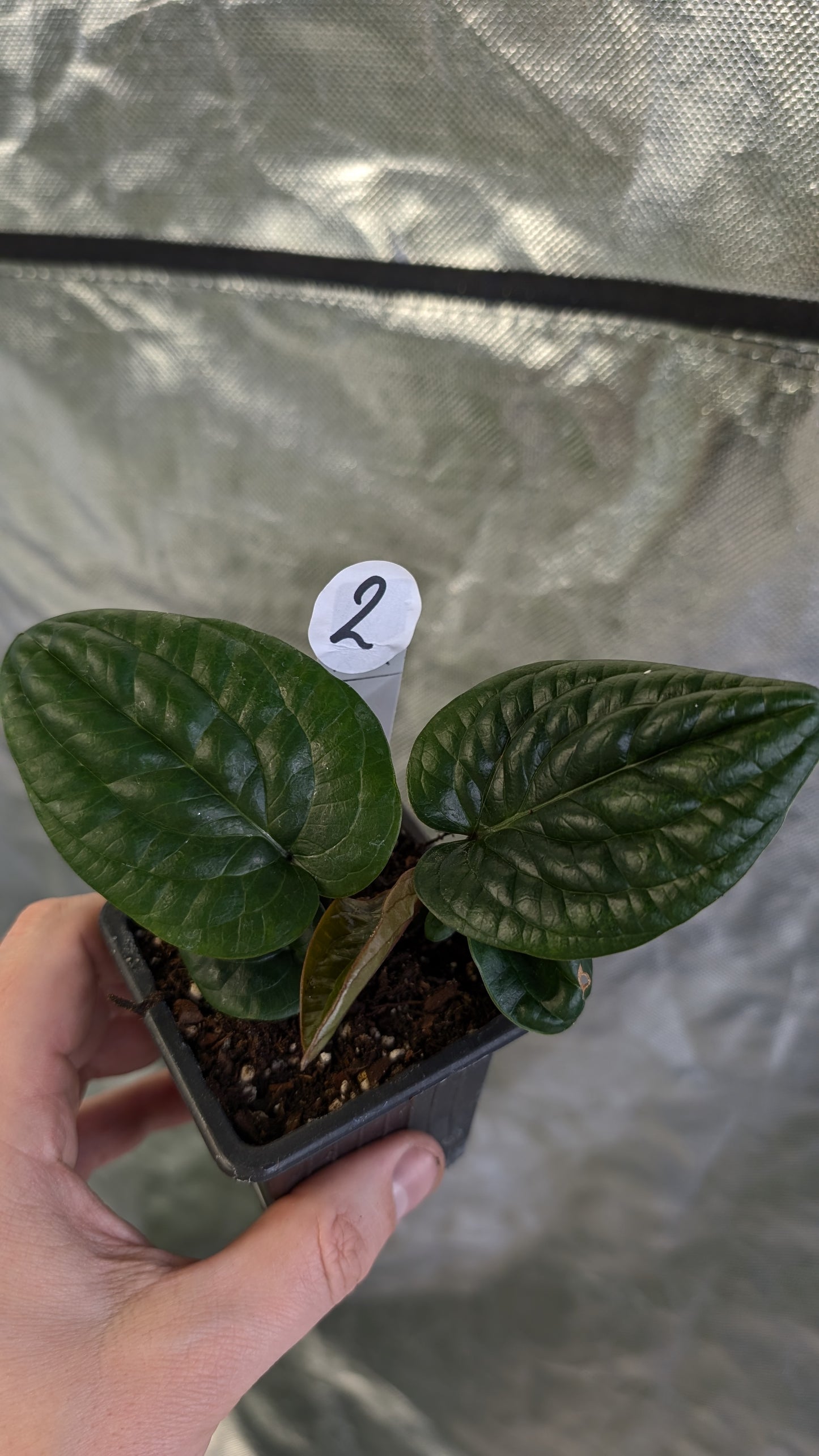 Anthurium Radicans clone