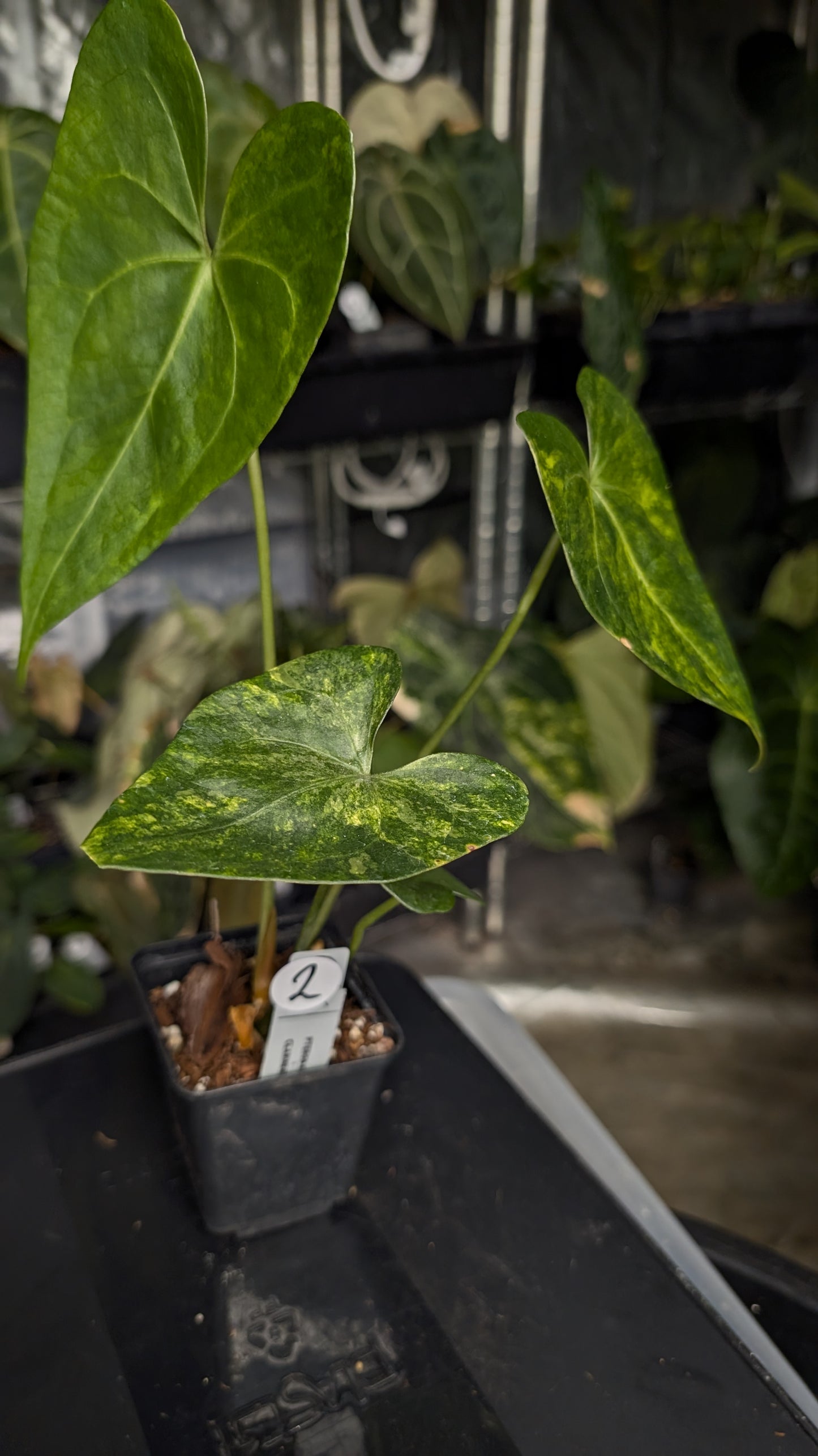 Variegated Anthurium Pterodactyl variegata x Clarinervium