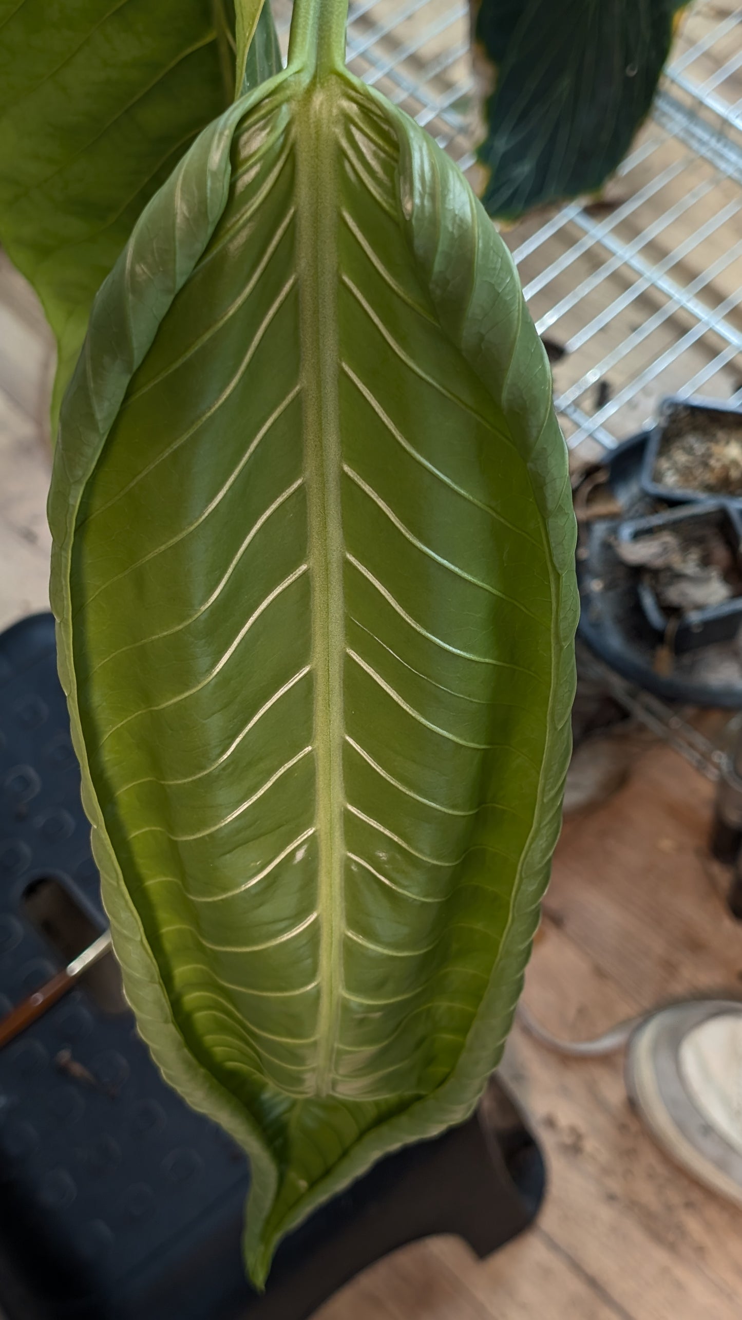 Anthurium Spectabile