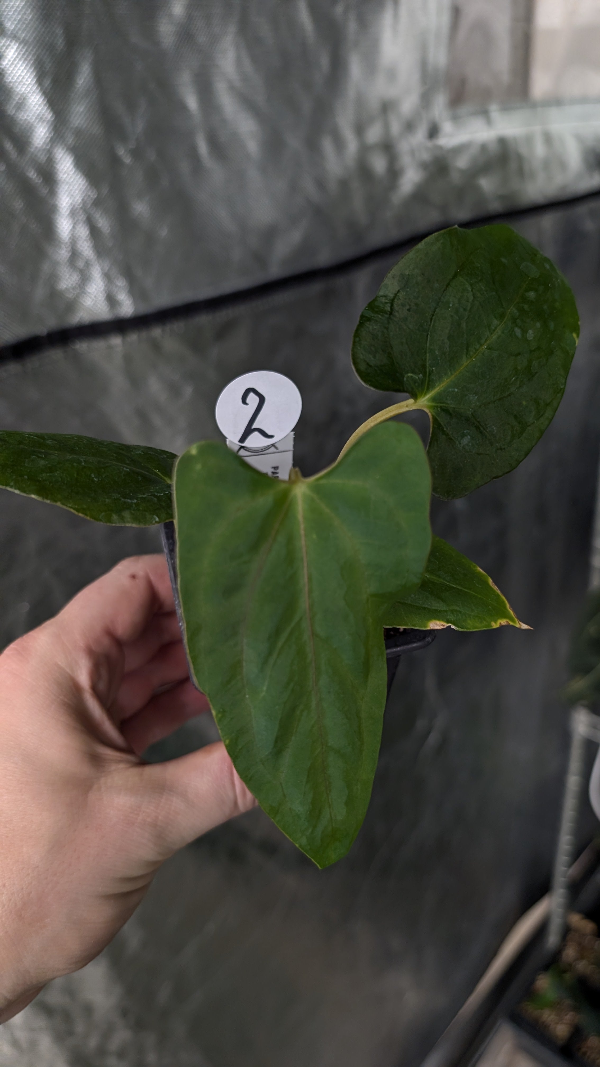 A.Papillamiuum FortSherman Self斑入り Anthurium Papillilaminum 'Fort Sherman' – Curious Plants