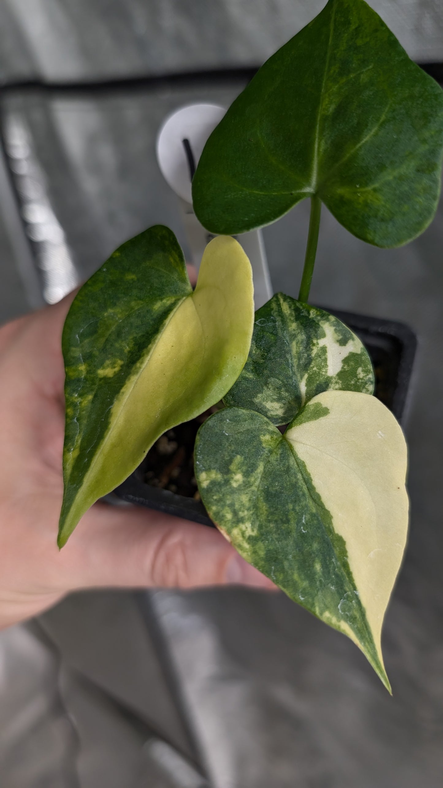 *Variegated* Anthurium Pterodactyl variegata x Clarinervium (or x self)