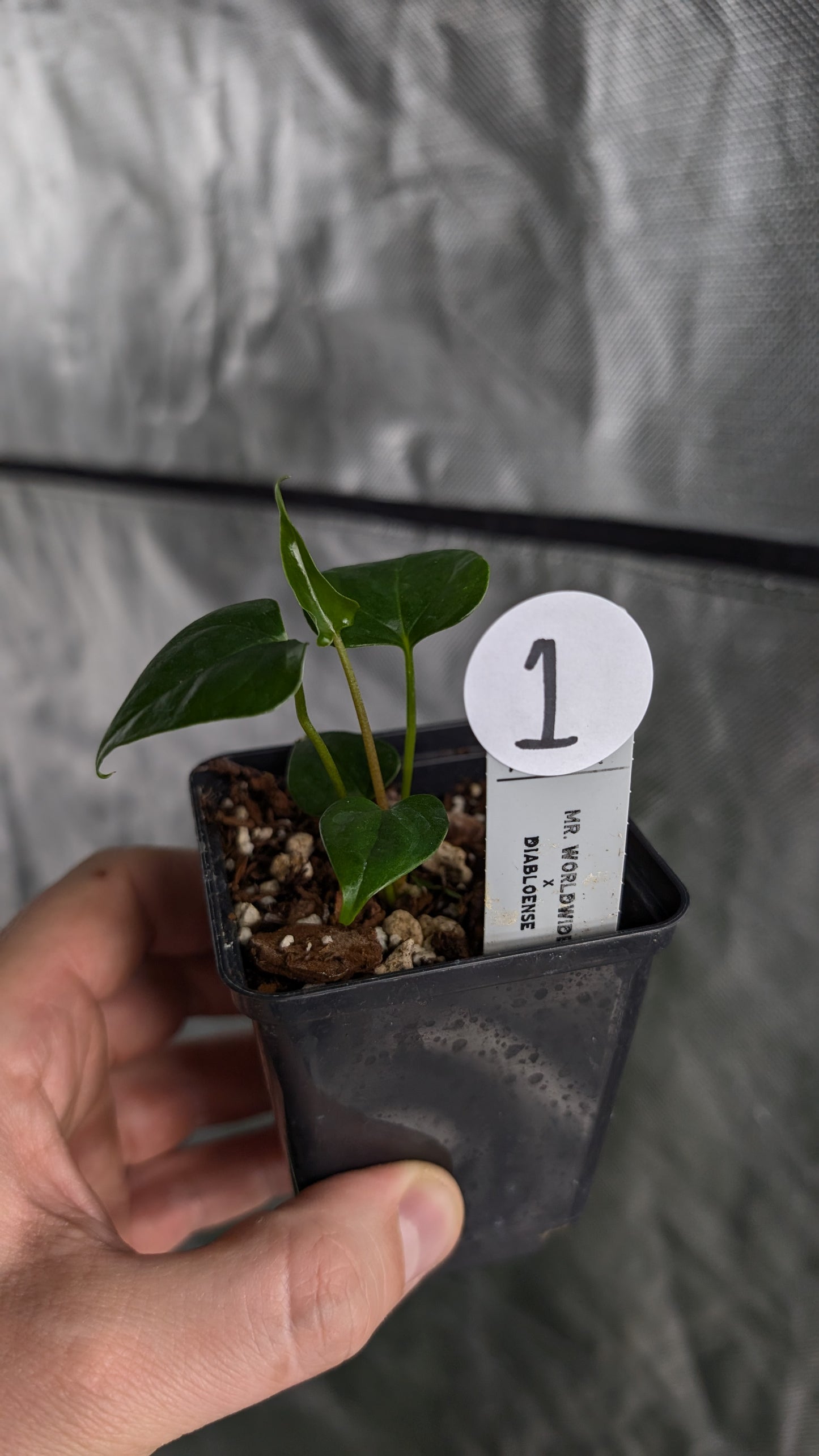Anthurium 'Mr Worldwide' x Diabloense