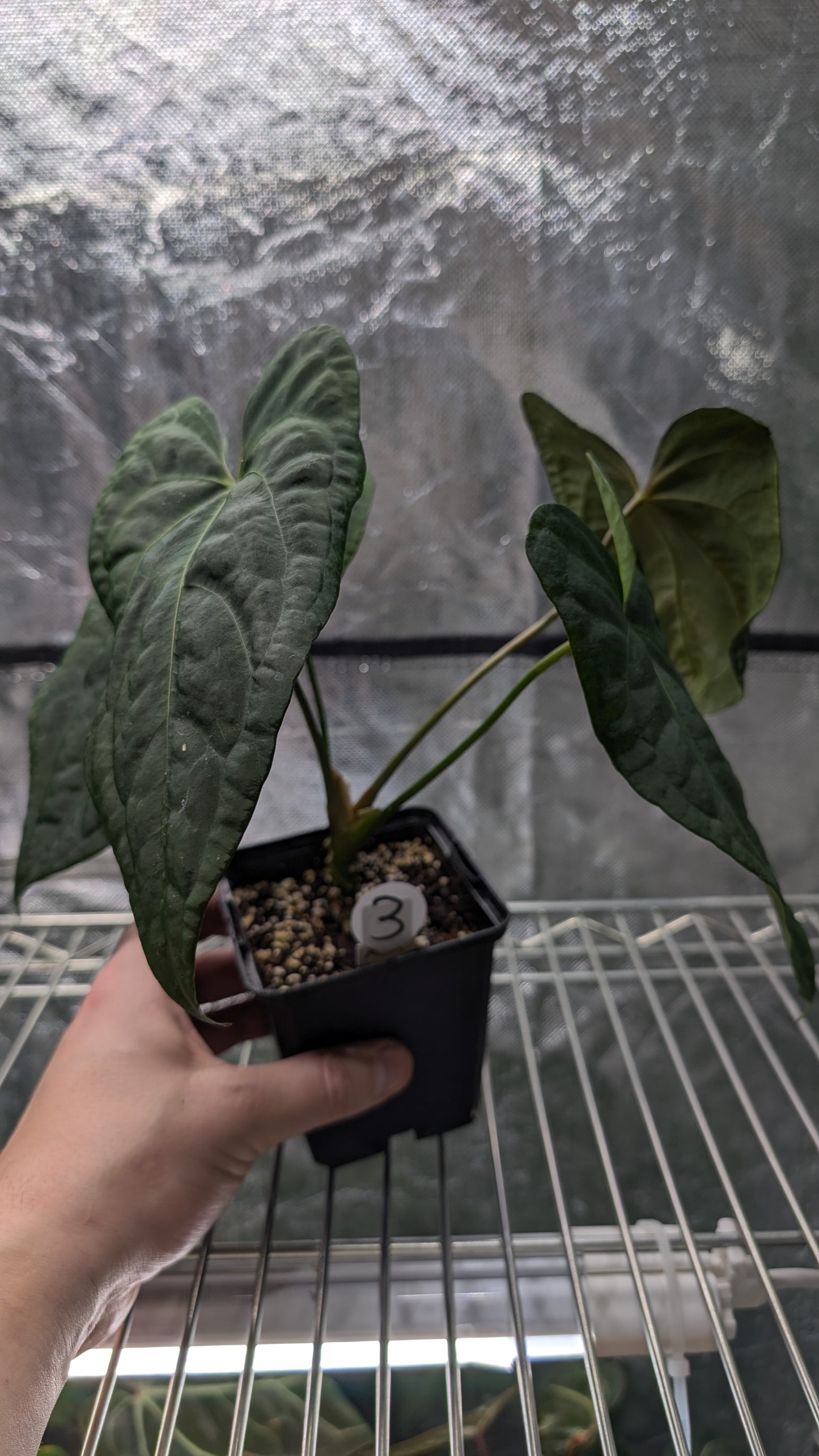 Anthurium Papillilaminum 'Daniel' x Ace of Spagetii