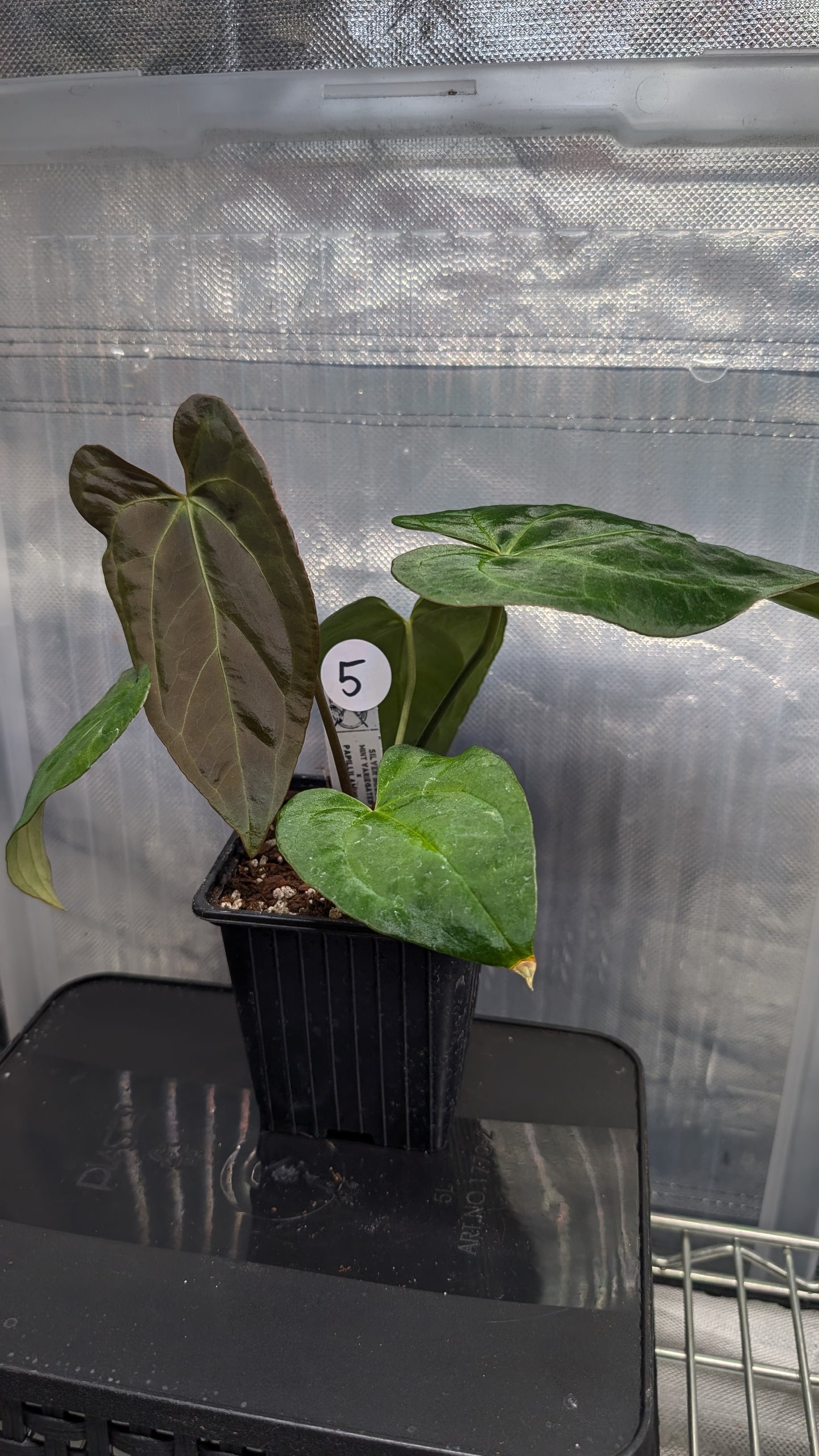 Anthurium Silver Blush Mint variegated x Papillilaminum 'Daniel'