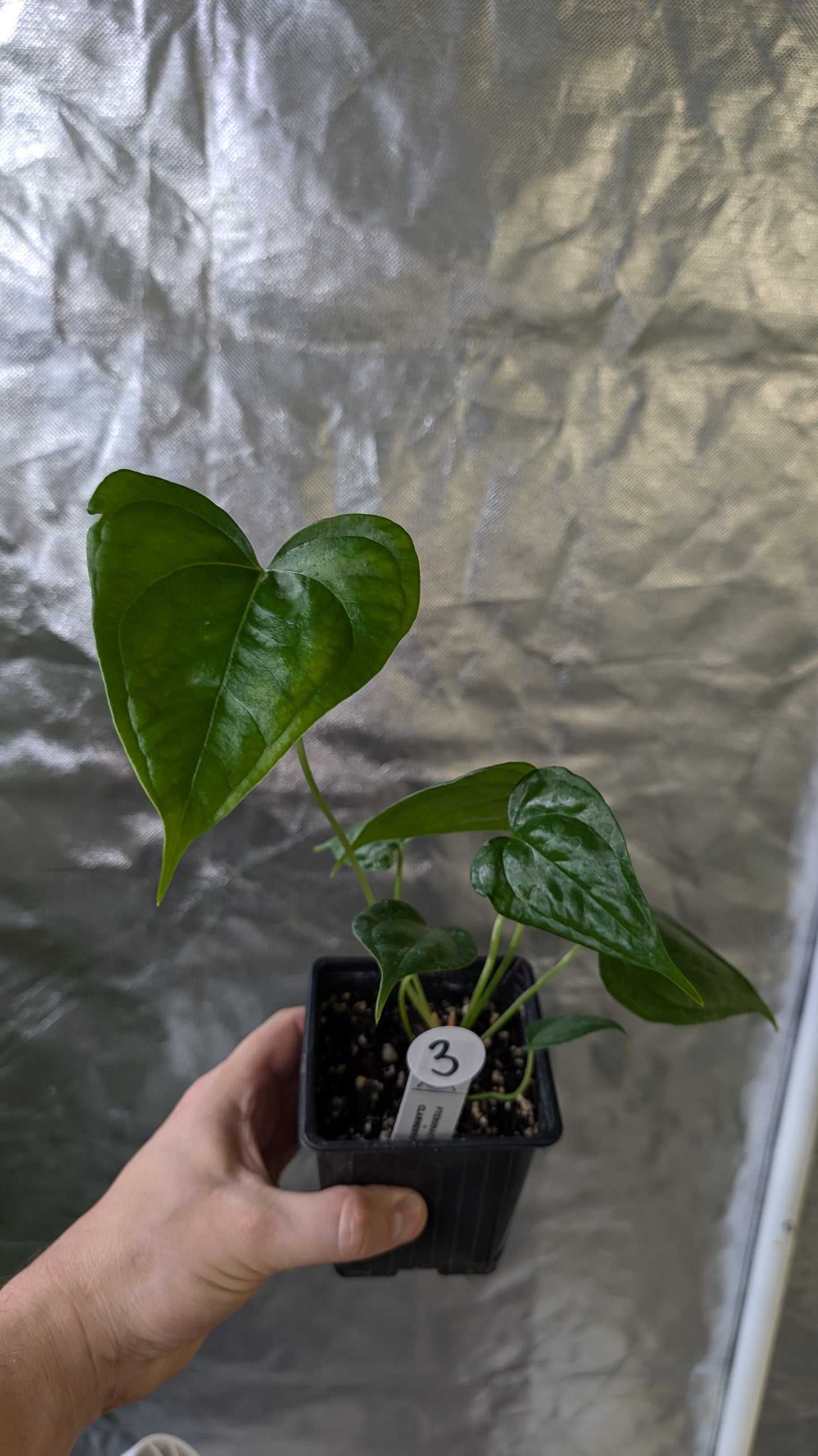 Anthurium Pterodactyl x self