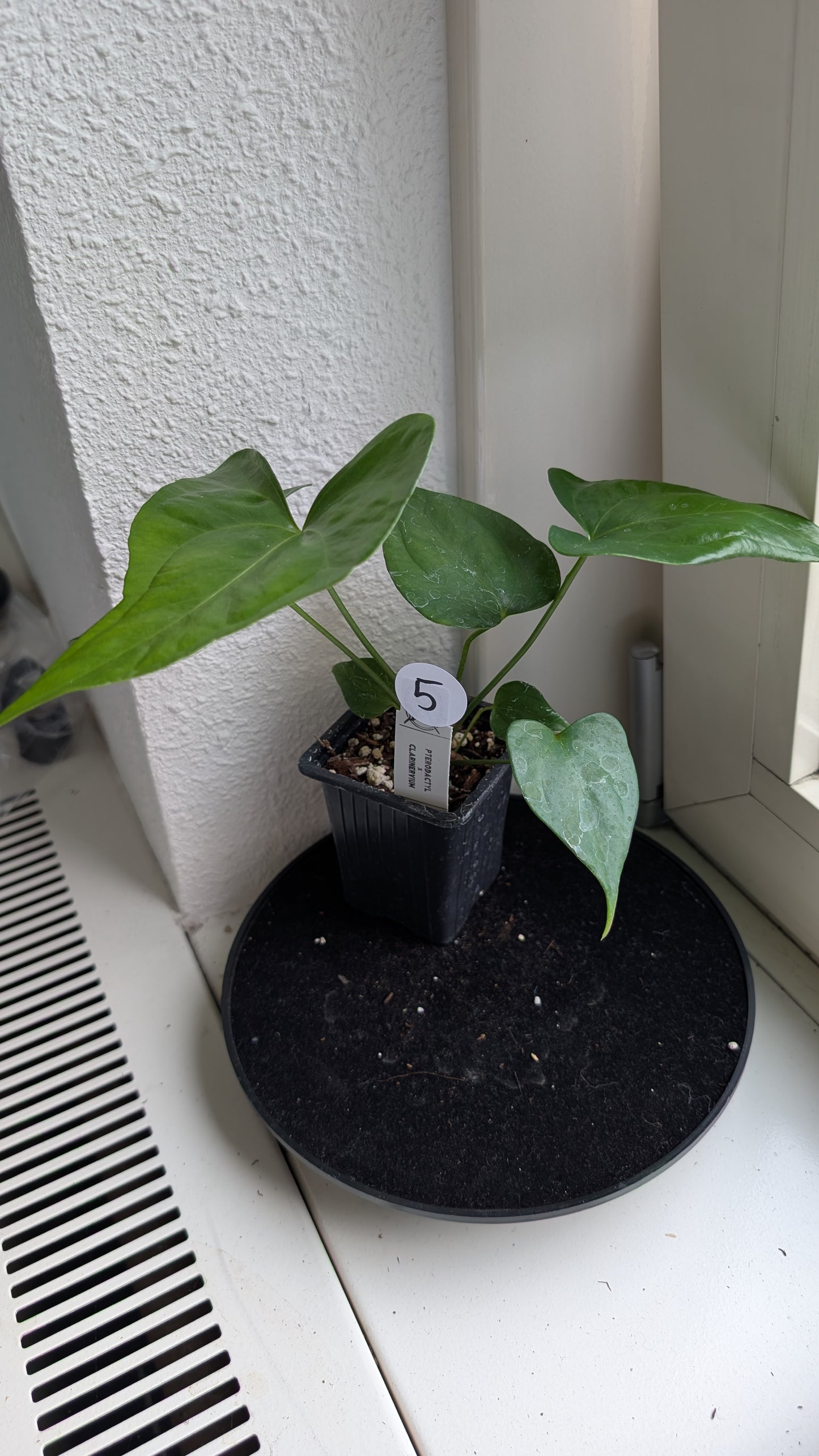 Anthurium Pterodactyl x self