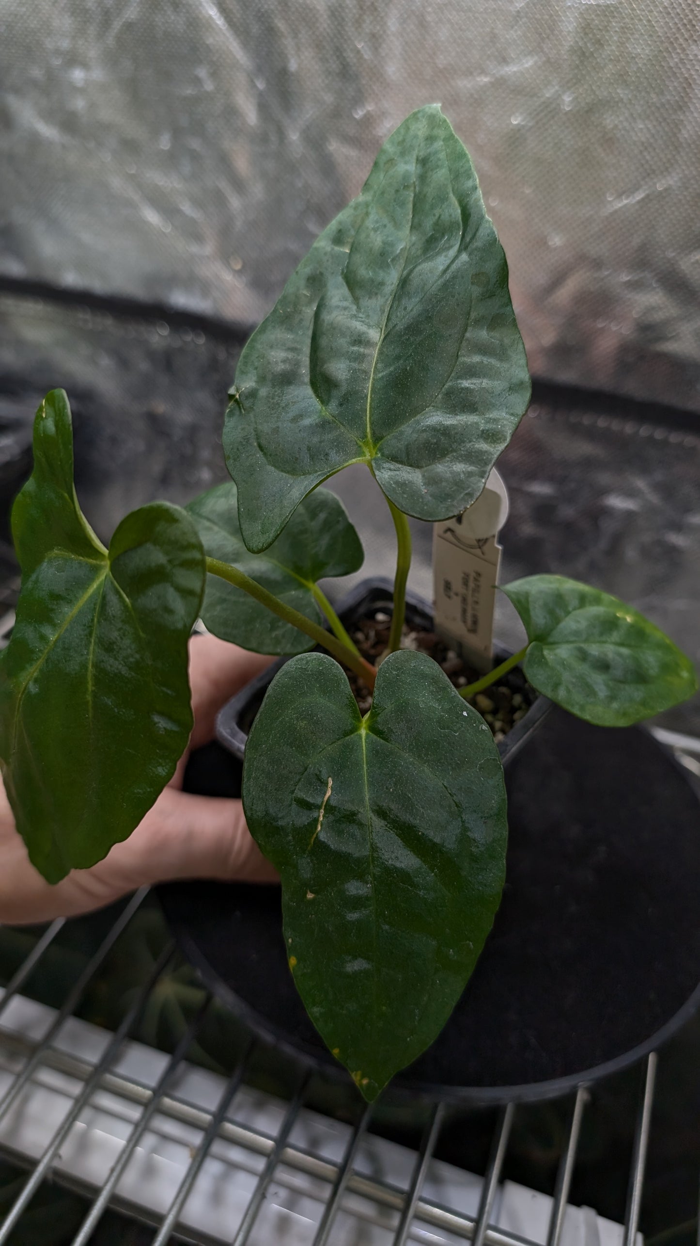 Anthurium Papillilaminum 'Fort Sherman'