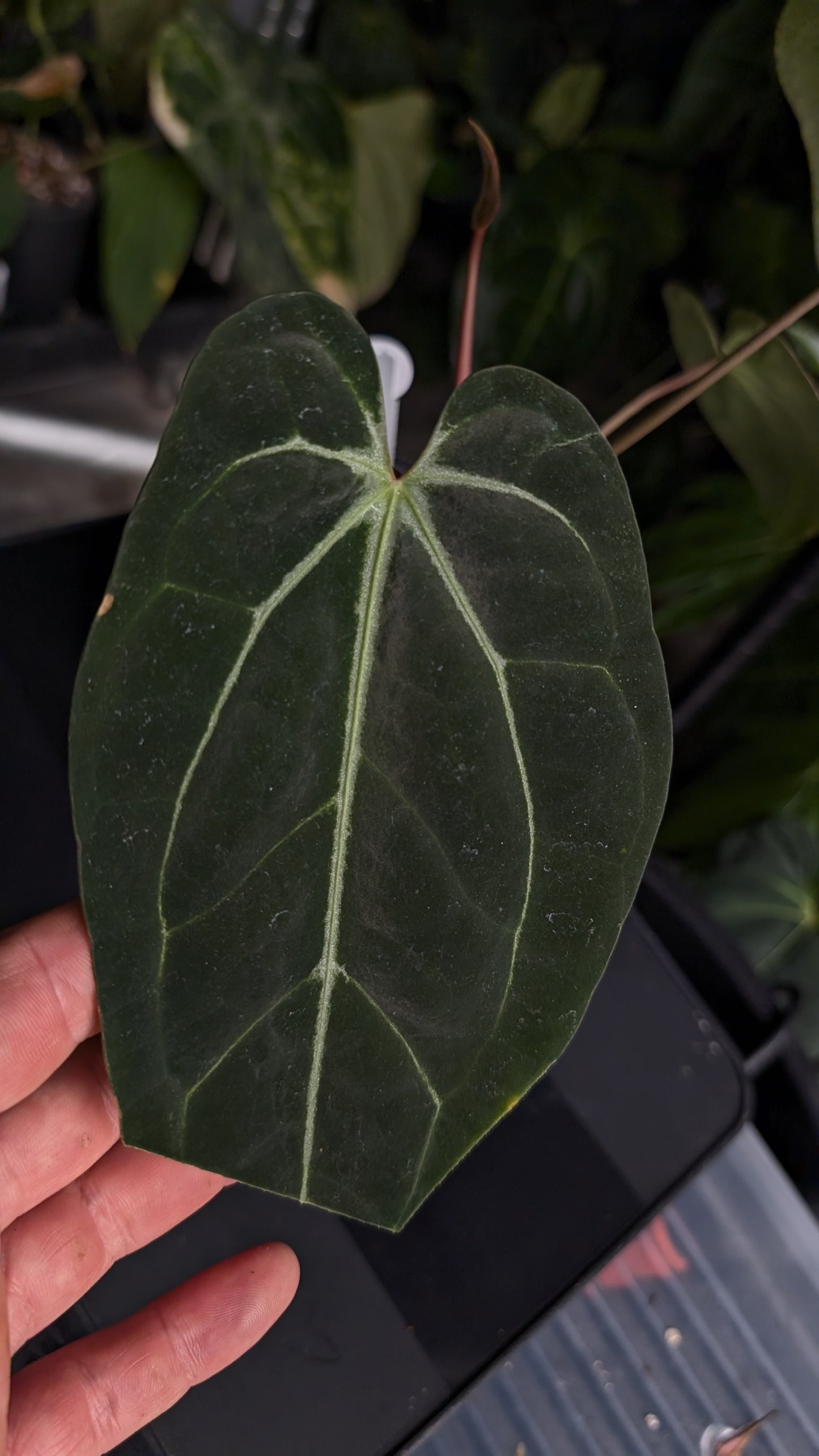 Anthurium Doc Block Zara x Michelle 'Selected Dark Form' x Besseae aff. 'Black Pillow'