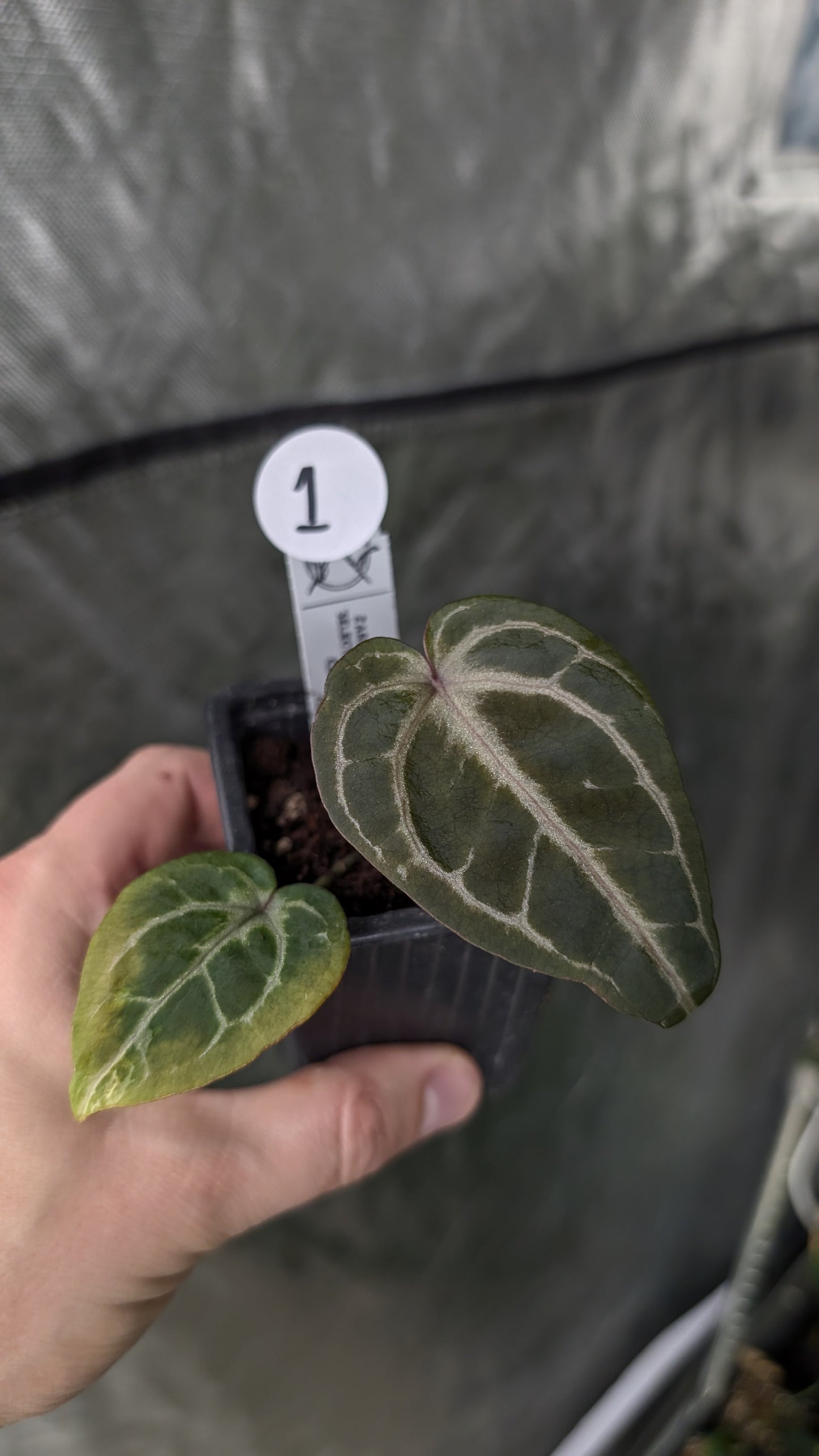 Anthurium Zara x Michelle 'selected dark form' Clone