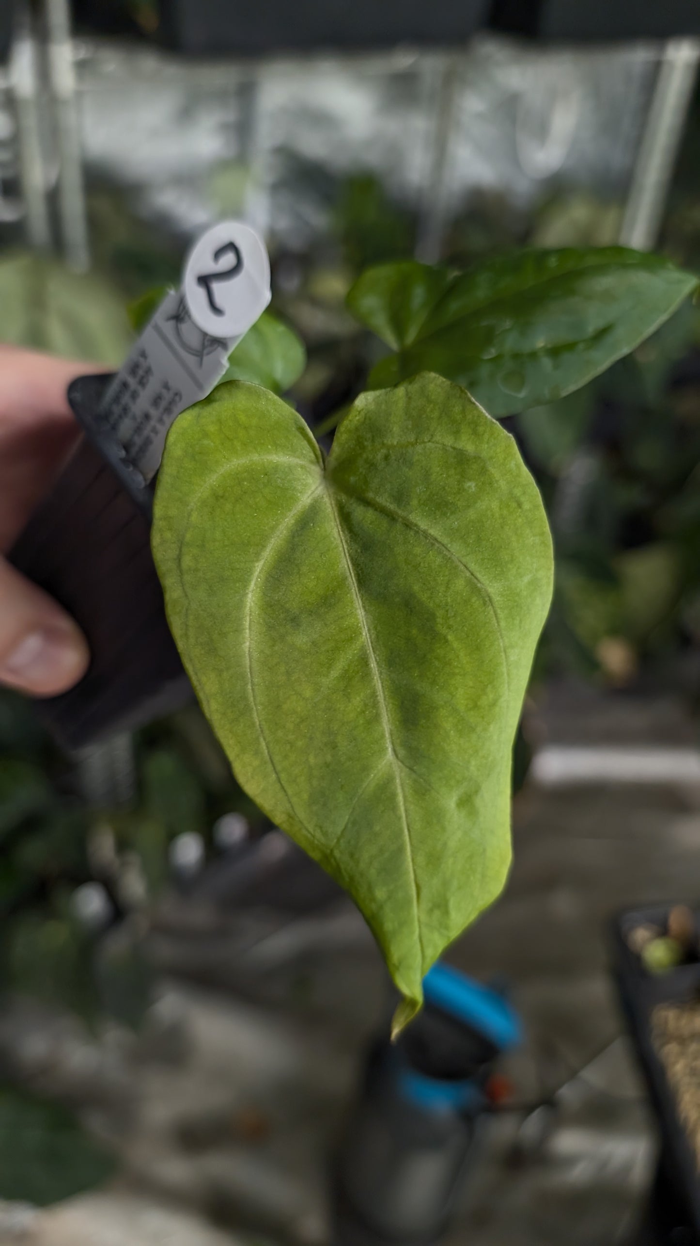 Anthurium [Carlablackiae x Dressleri Rio Guanche x Mr. Worldwide] x [Ace of Spagetii x Mr Worldwide]