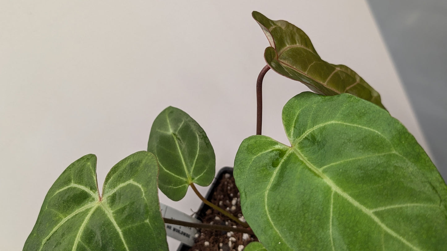 Anthurium Doc Block F1 x Mr Worldwide