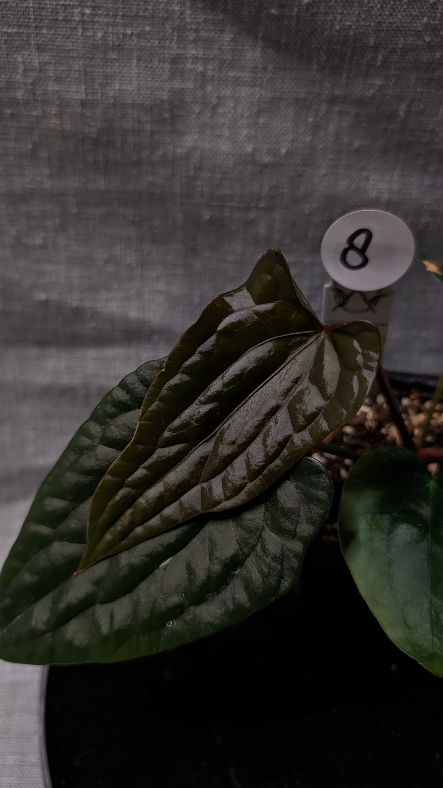 Anthurium Luxurians x Papillilaminum 'Fort Sherman'