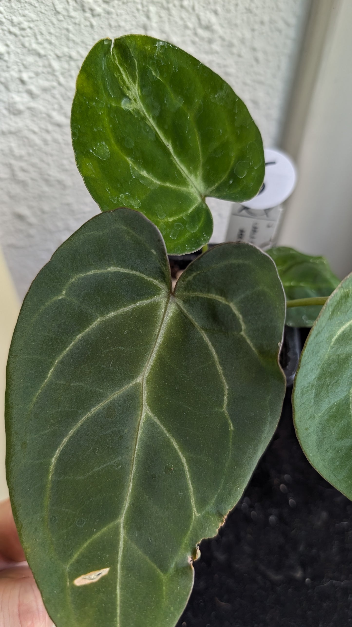 Anthurium (Carlablackiae x Dressleri Rio Guanche) X 'Ace of Spagetii'