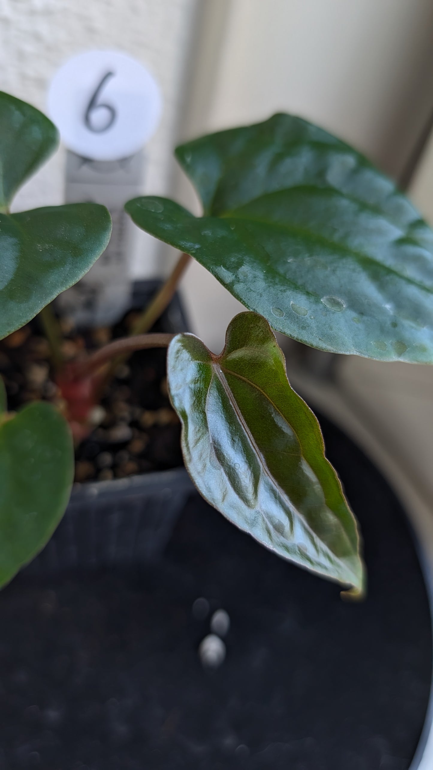 Anthurium Besseae aff 'Black Pillow' x Papillilaminum 'Fort Sherman' seedlings