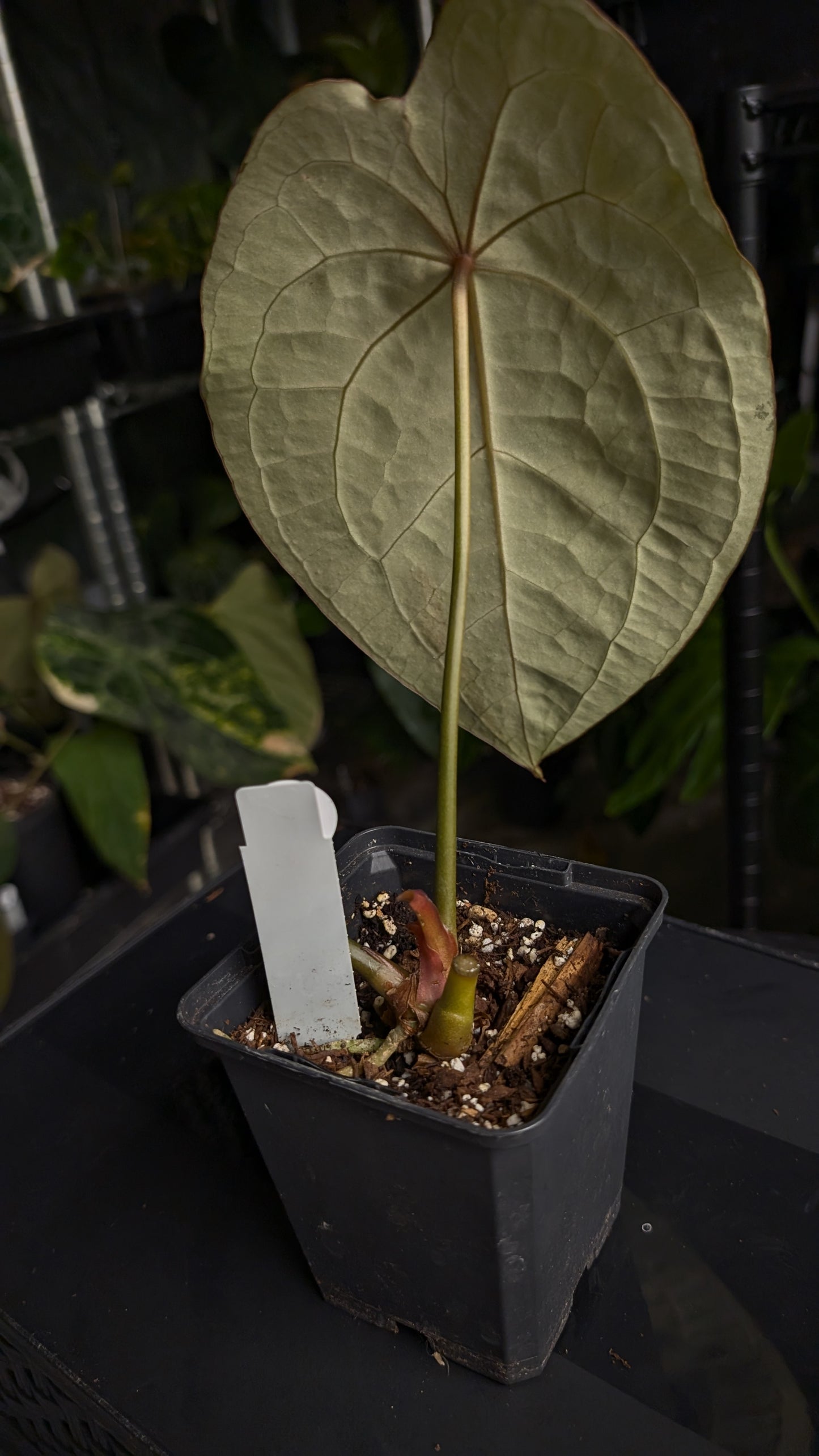 Anthurium Doc Block Zara x Michelle 'selected dark form' x Forgetii Dark