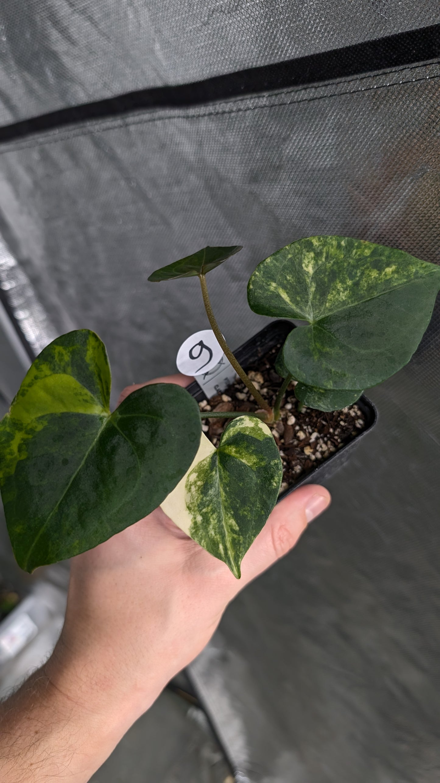 *Variegated* Anthurium Pterodactyl variegata x Clarinervium (or x self)