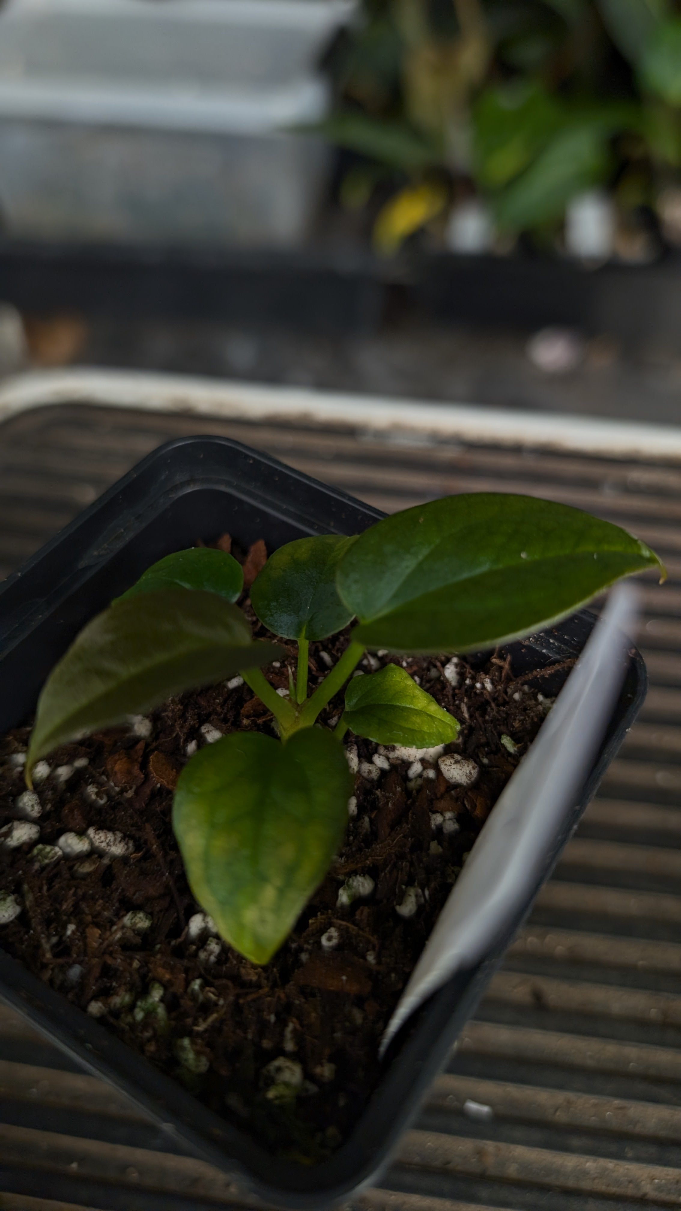 Anthurium Red Spider CLONE – Curious Plants