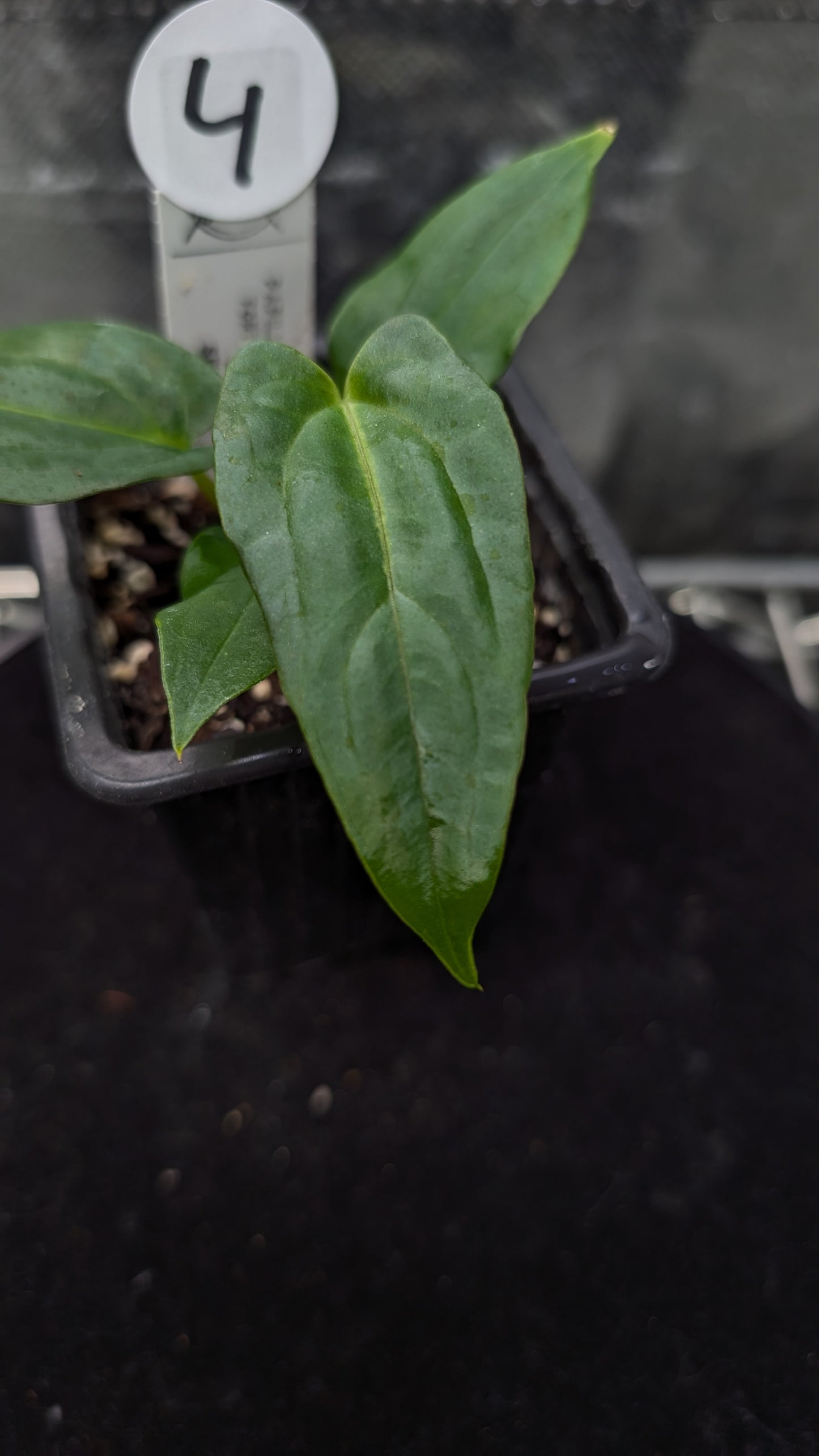 Anthurium Papillilaminum 'Fort Sherman'