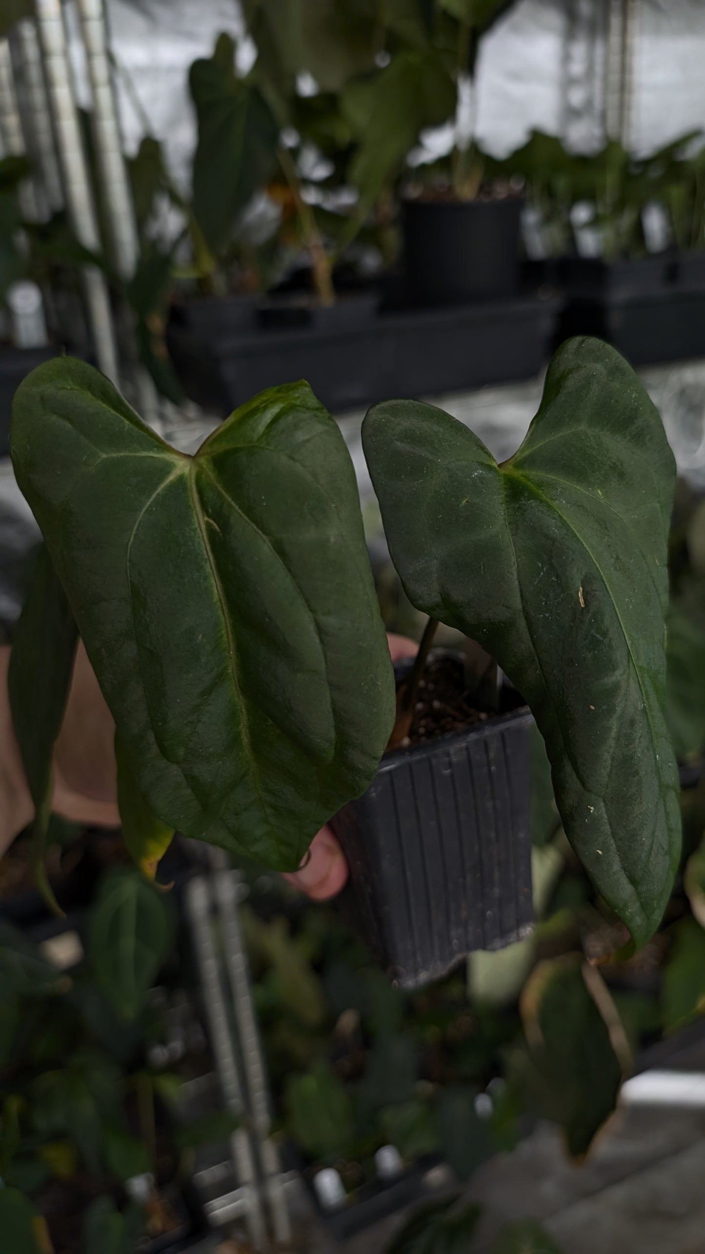 Anthurium Besseae aff 'Black Pillow' x Papillilaminum 'Fort Sherman'