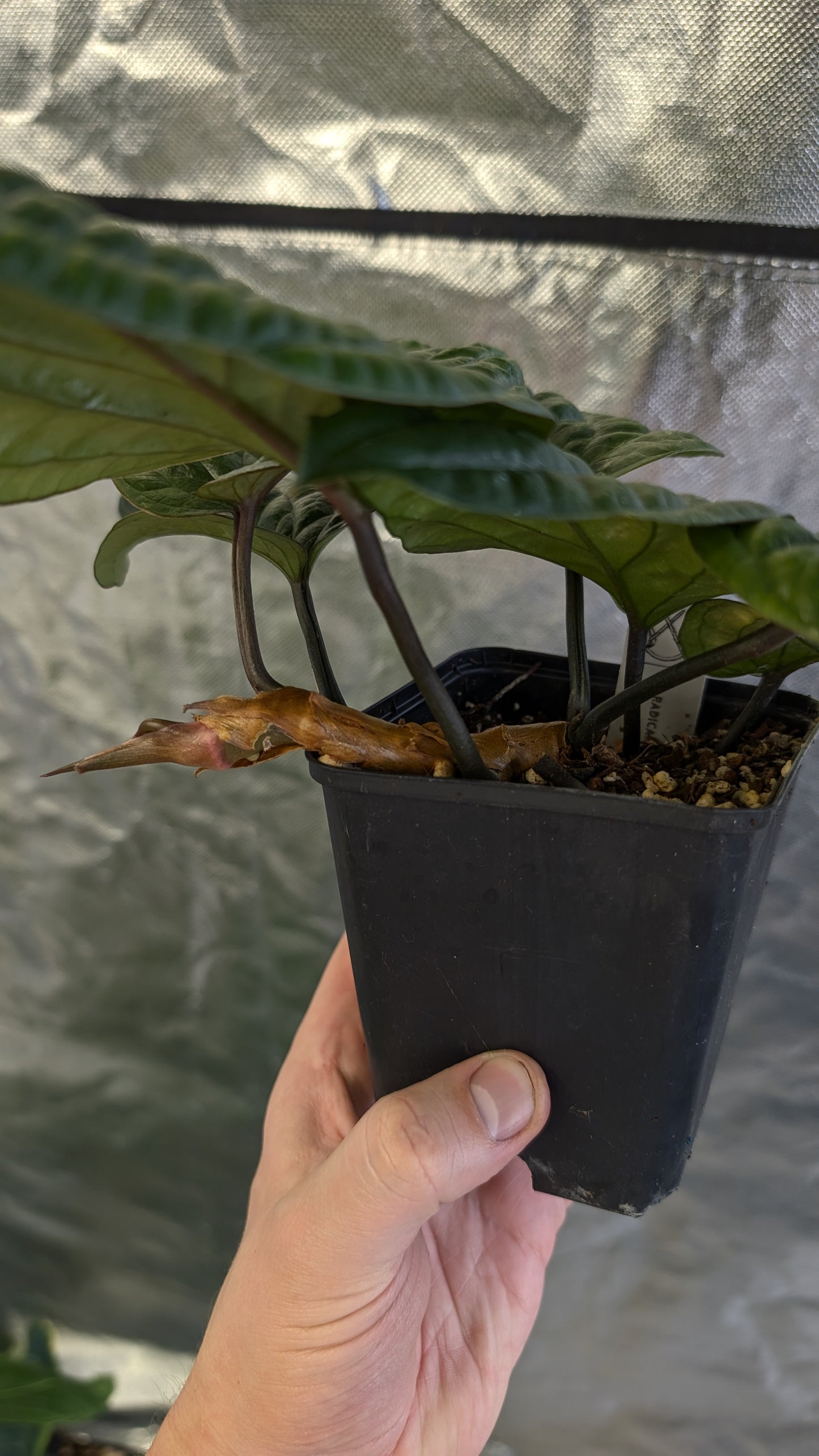 Anthurium Radicans clone