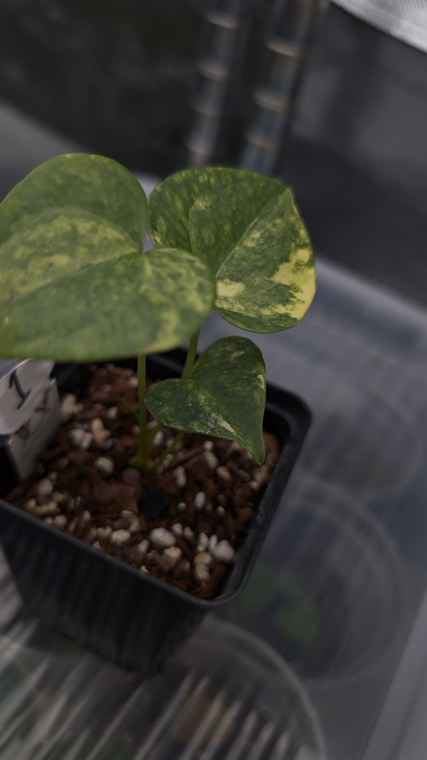 *Variegated* Anthurium Pterodactyl variegata x Clarinervium (or x self)