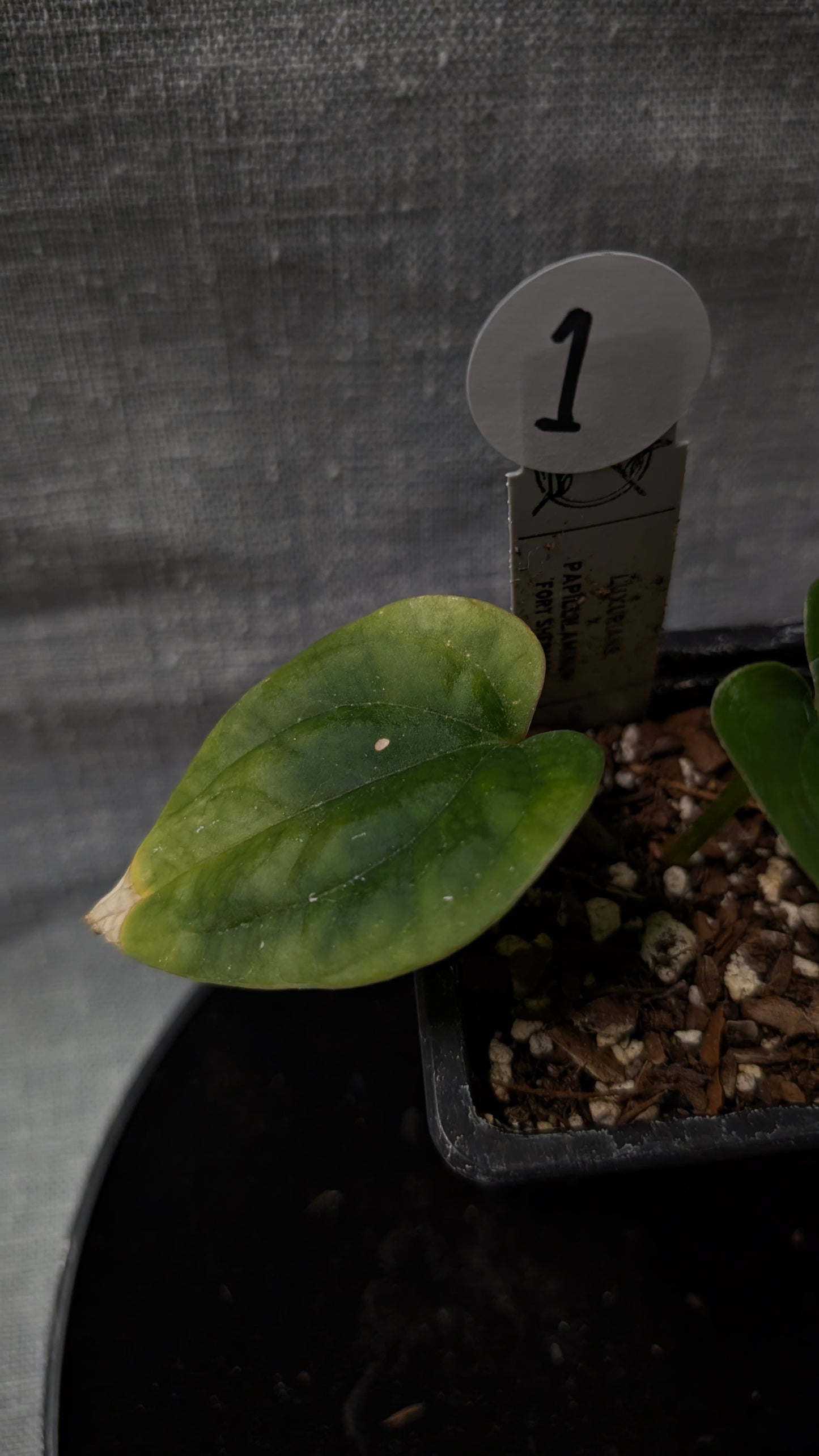 Anthurium Luxurians x Papillilaminum 'Fort Sherman'