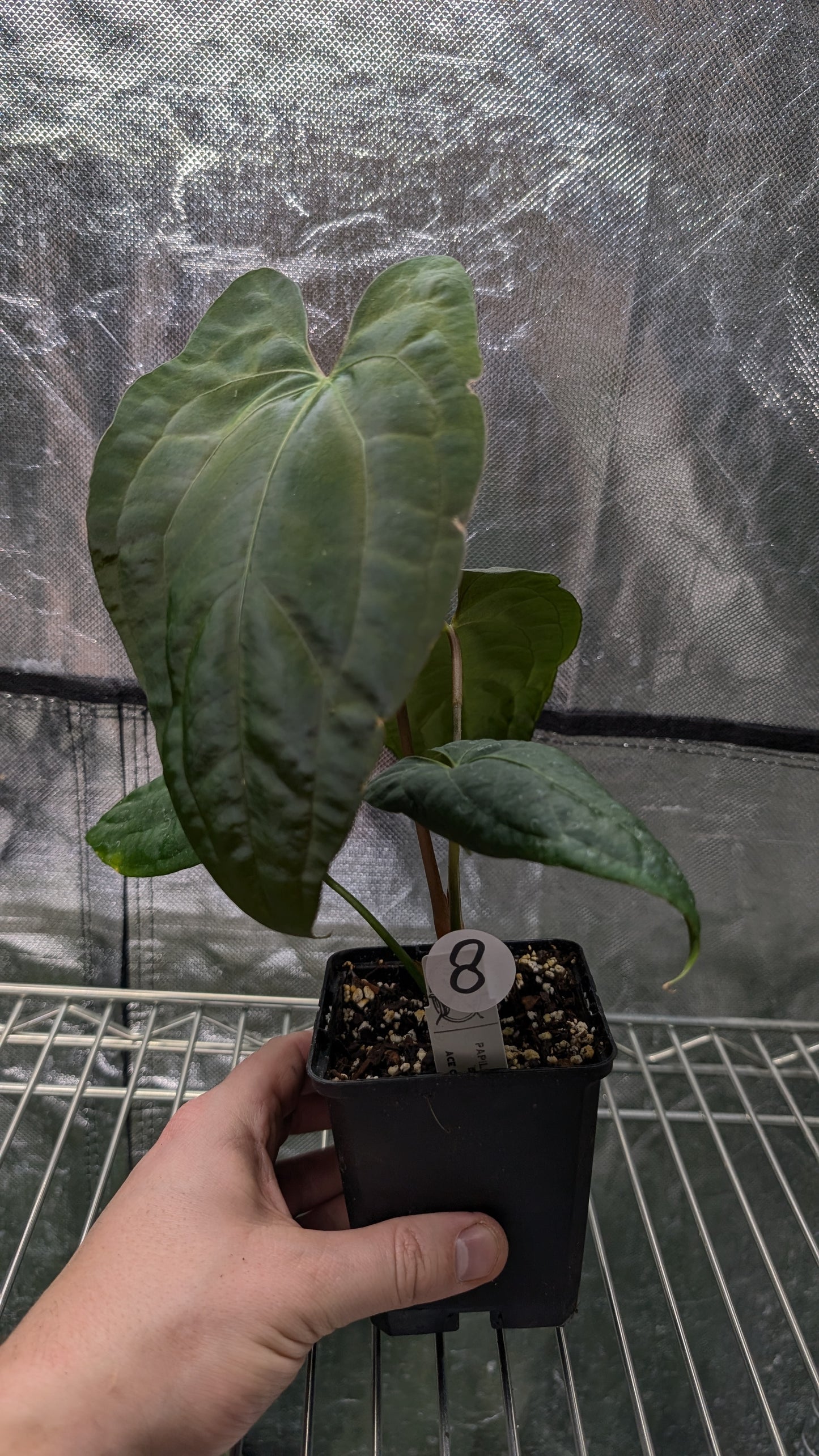 Anthurium Papillilaminum 'Daniel' x Ace of Spagetii