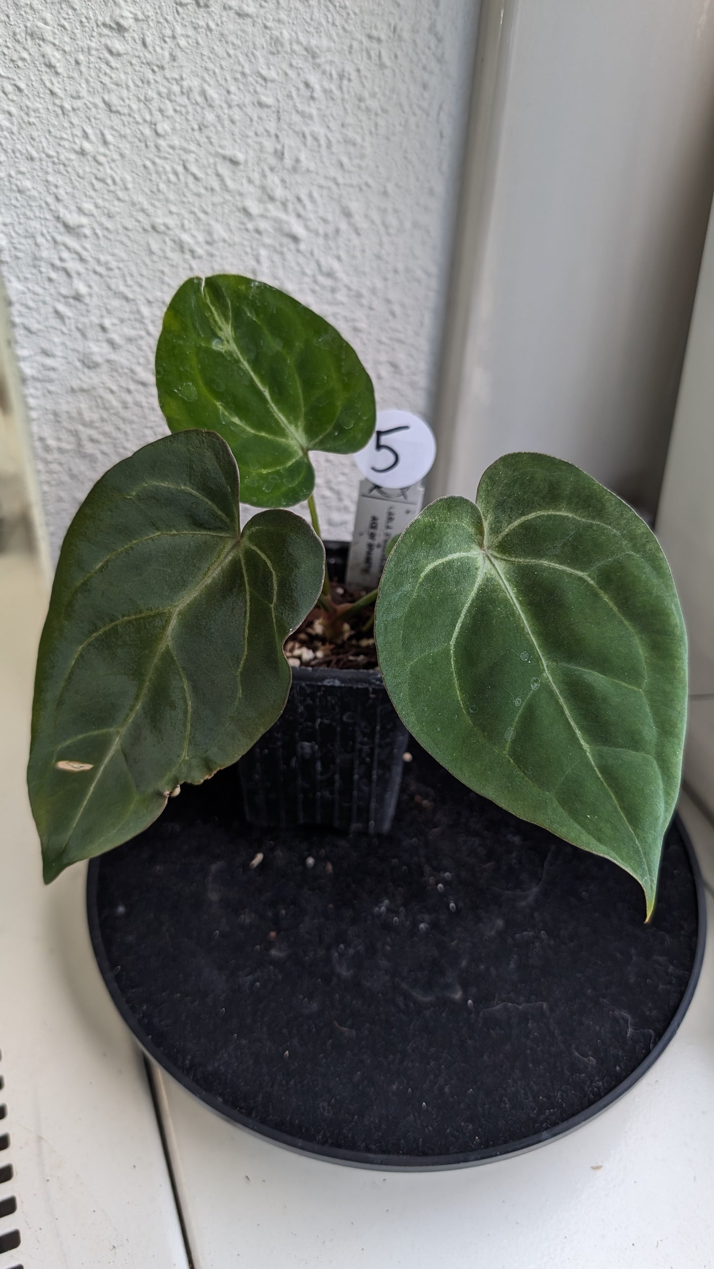 Anthurium (Carlablackiae x Dressleri Rio Guanche) X 'Ace of Spagetii'