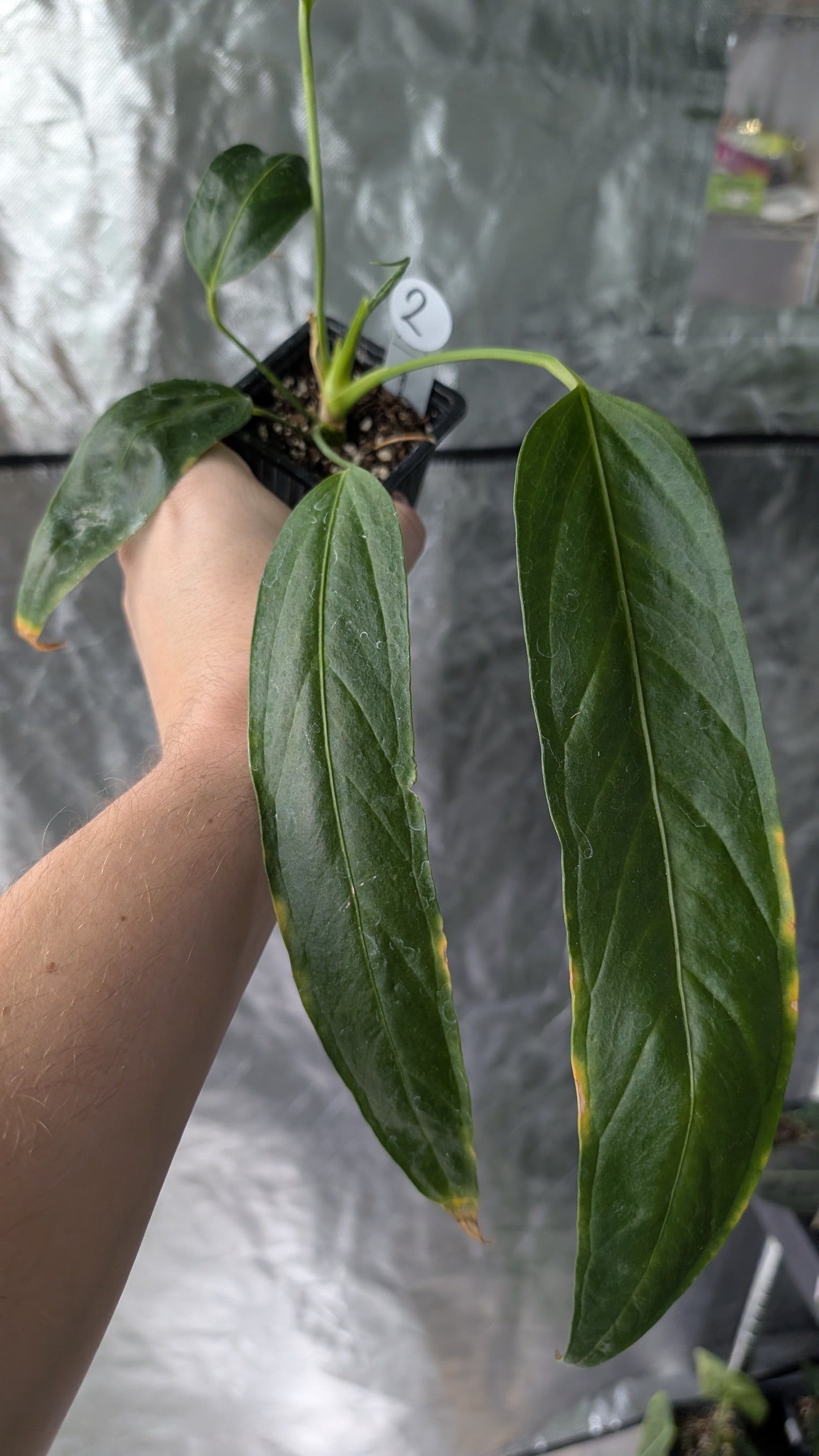 Anthurium Spectabile