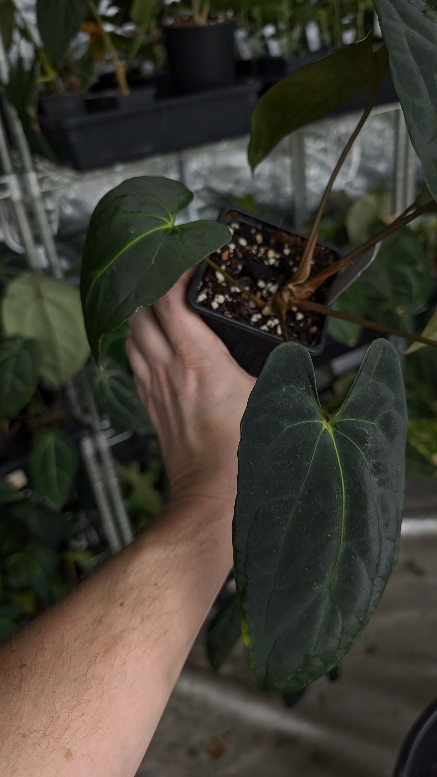 Anthurium Besseae aff 'Black Pillow' x Papillilaminum 'Fort Sherman'
