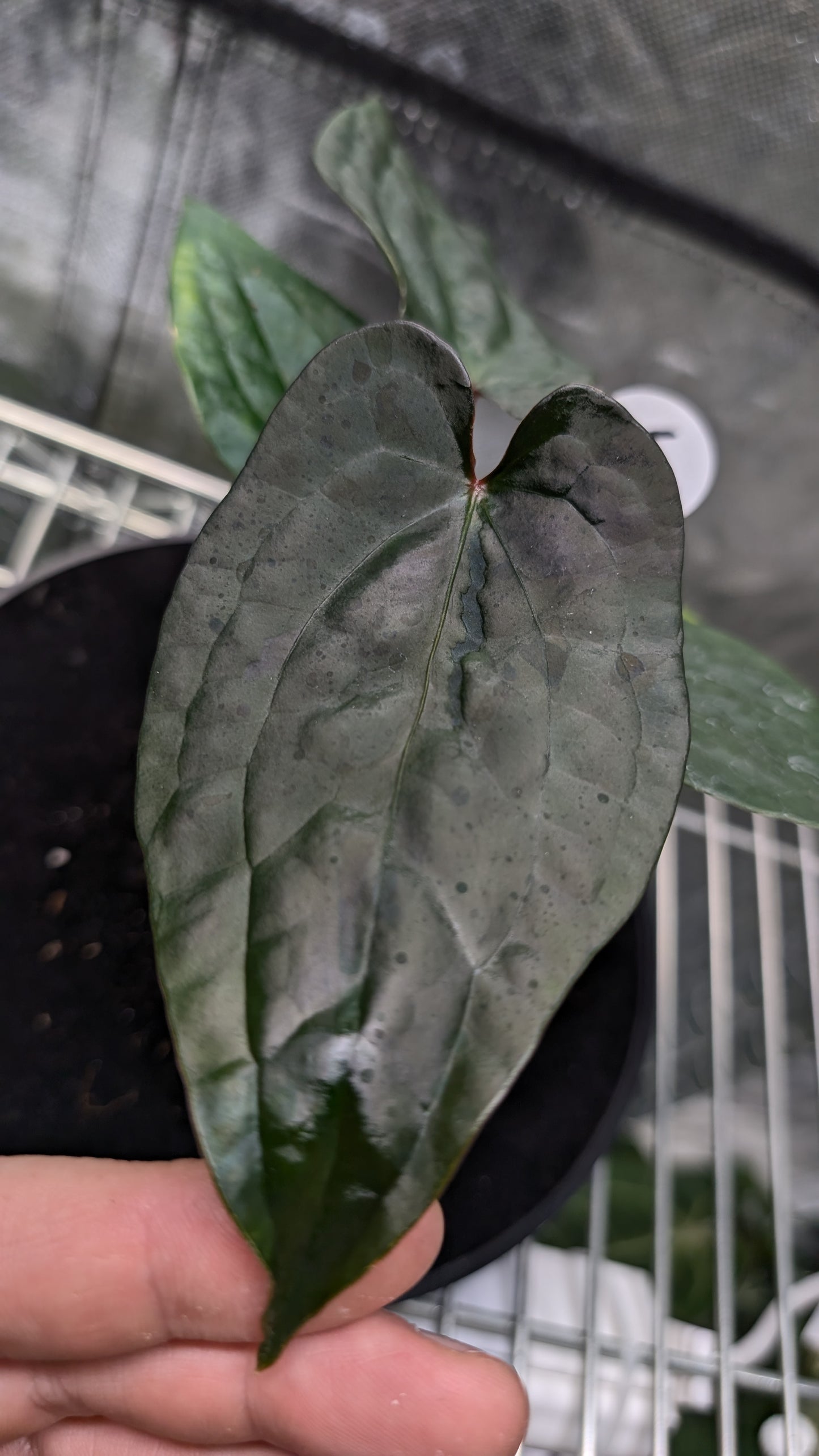 Anthurium 'Ace of Spagetii' x Luxurians