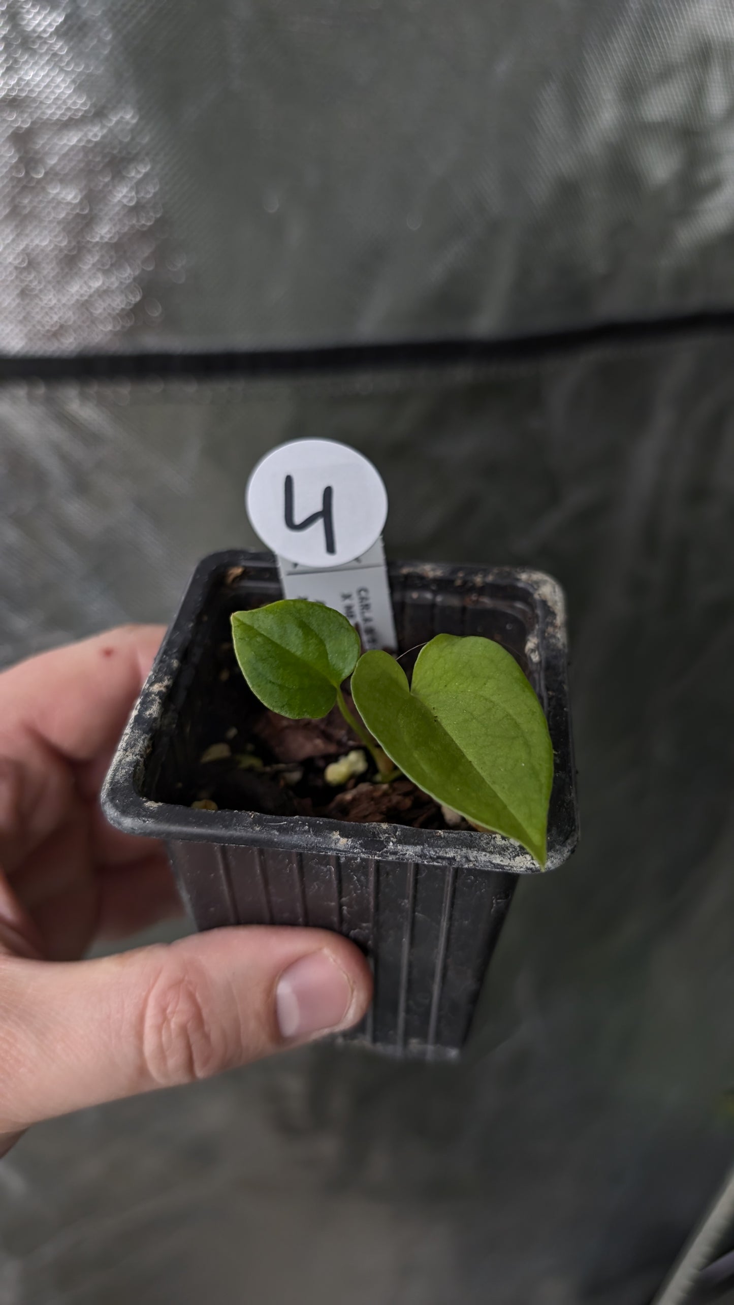 Anthurium [Carlablackiae x Dressleri Rio Guanche x Mr. Worldwide] x [Ace of Spagetii x Mr Worldwide]