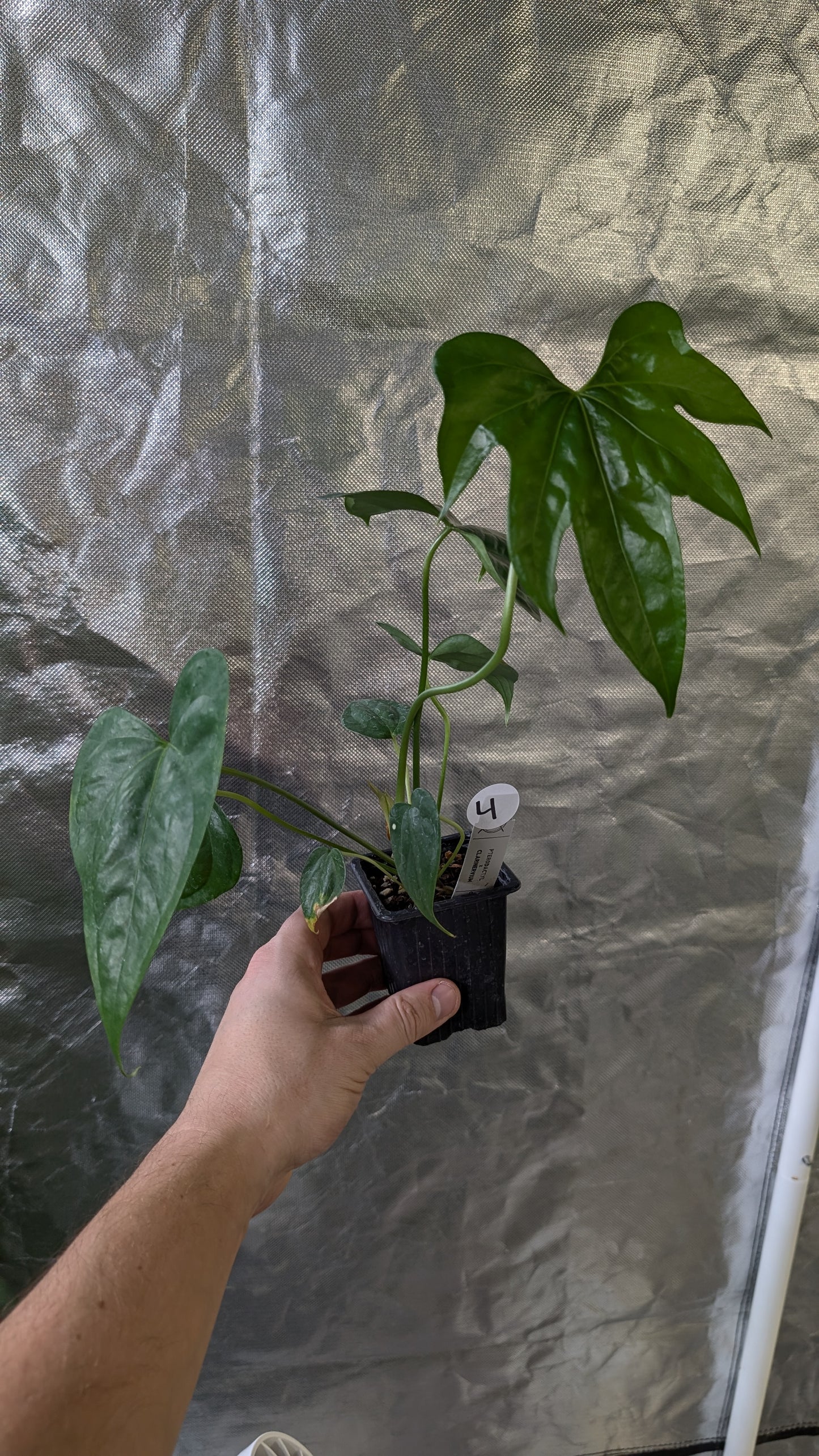 Anthurium Pterodactyl x self