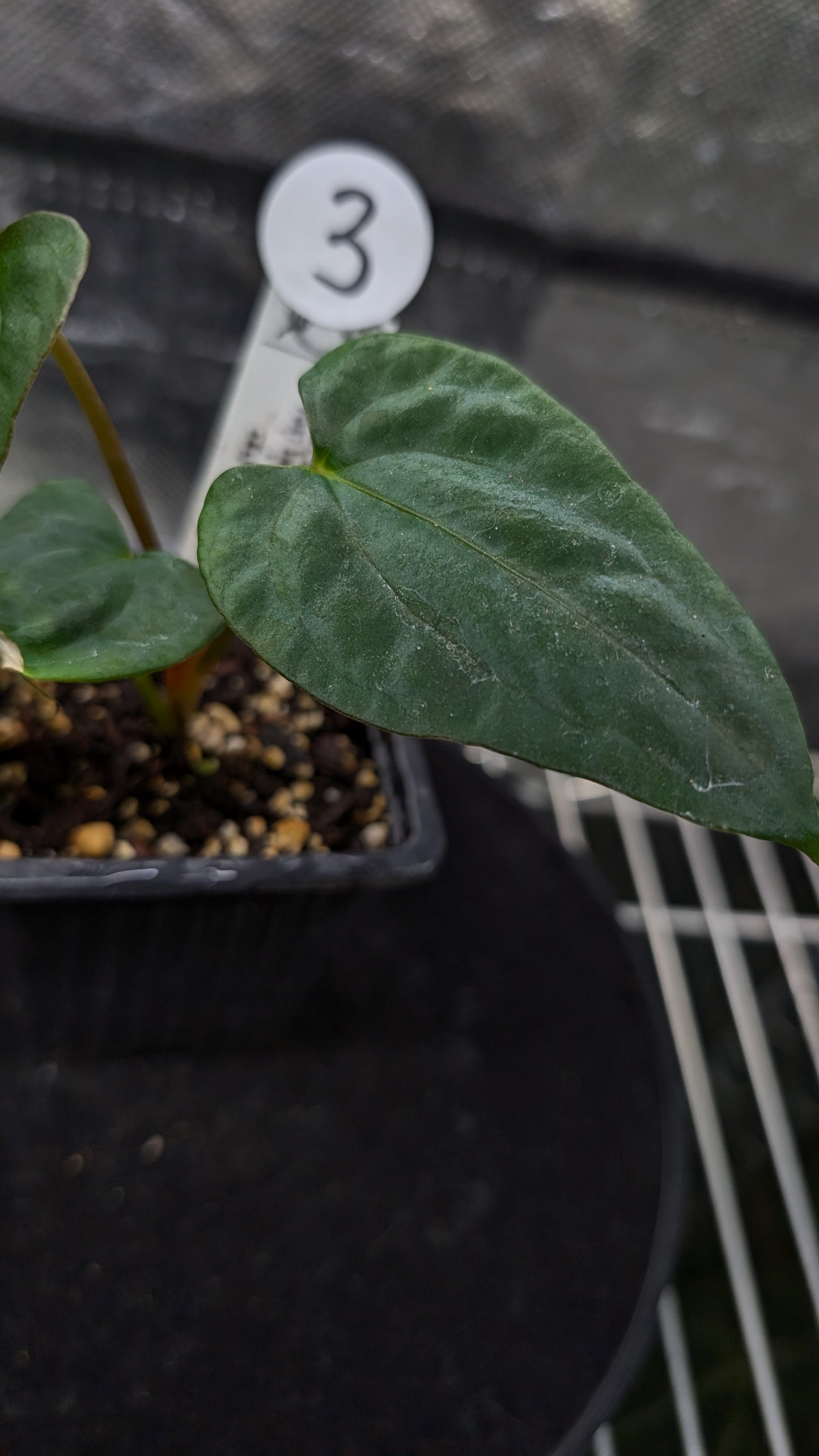 Anthurium Papillilaminum 'Fort Sherman'