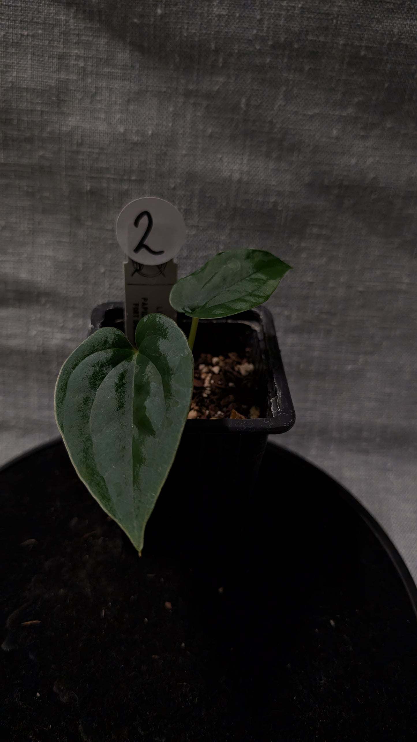 Anthurium Luxurians x Papillilaminum 'Fort Sherman'