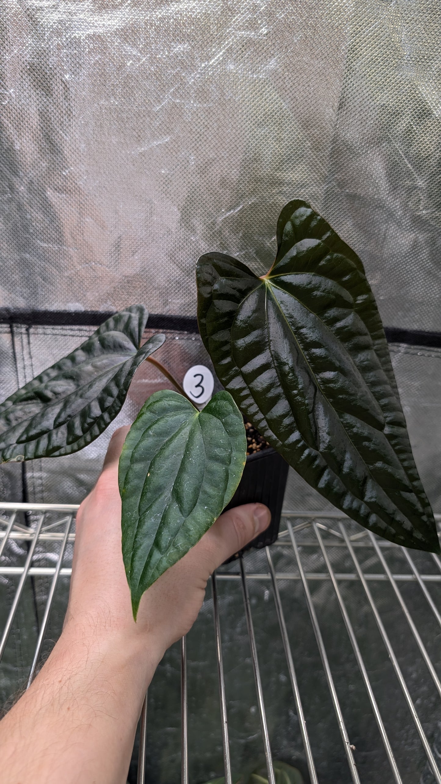 Anthurium Luxurians x Papillilaminum 'Fort Sherman'