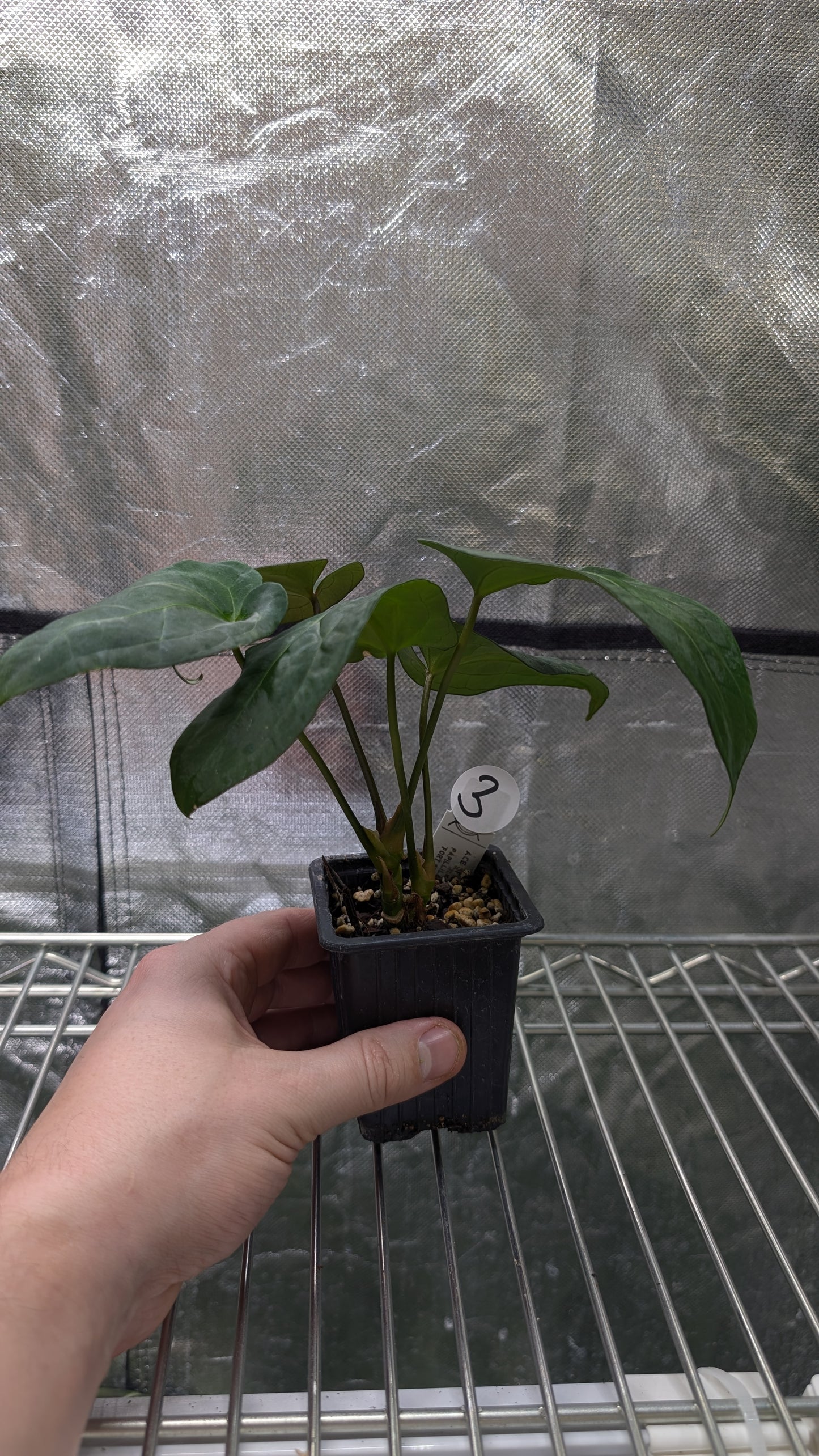 Anthurium Ace of Spagetii x Papillilaminum 'Fort Sherman'