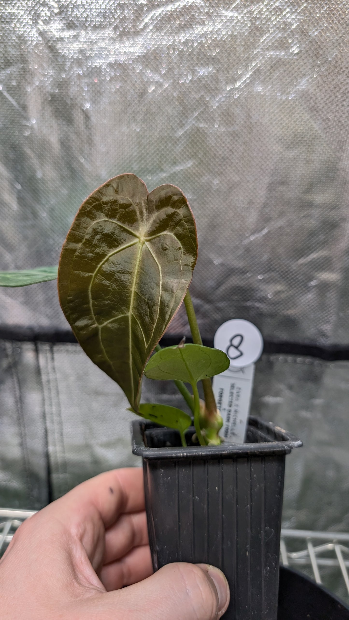 Anthurium Doc Block Zara x Michelle 'selected dark form' x Forgetii Dark