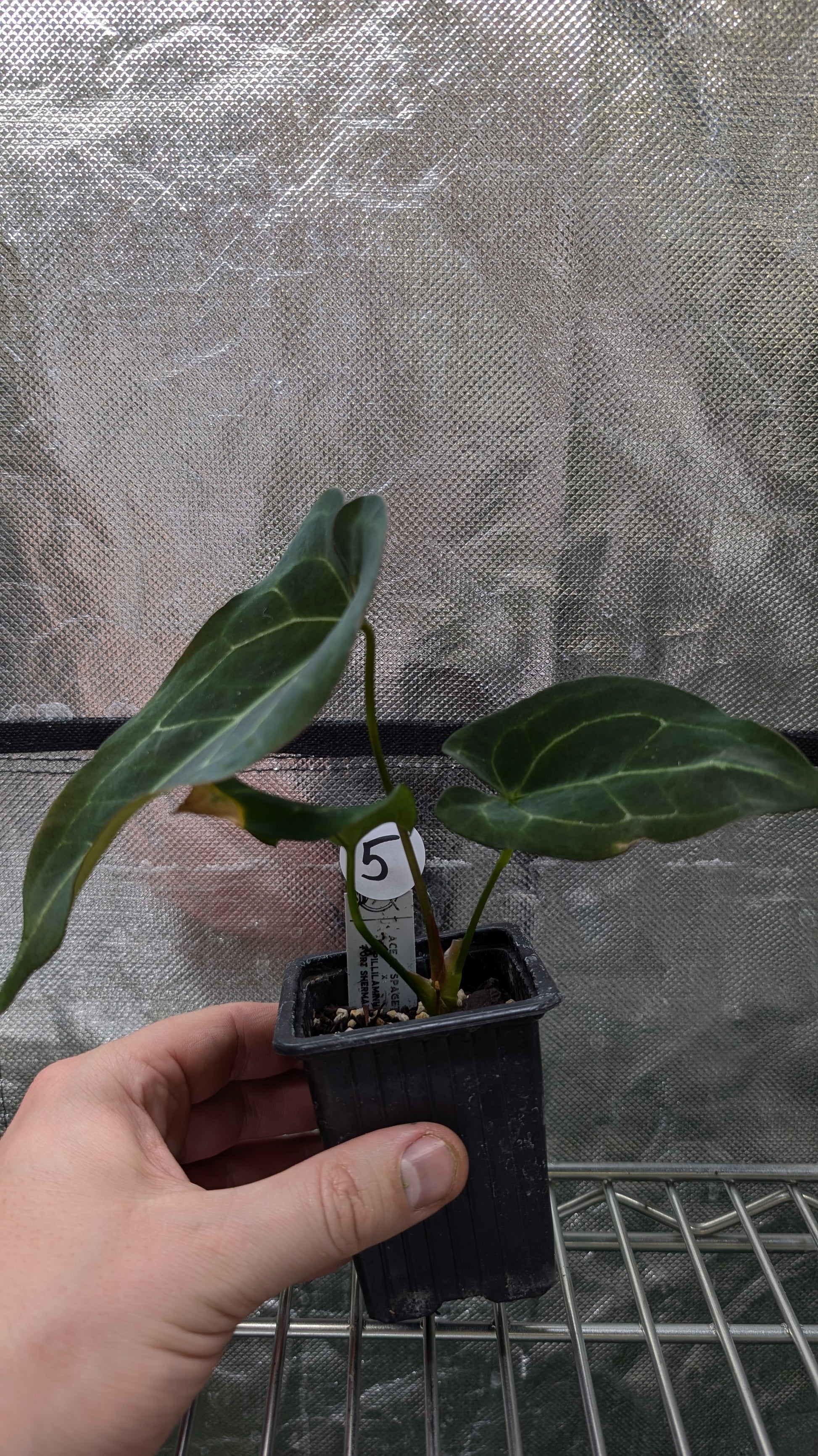 anthurium ace of spades seedling Anthurium Ace of Spagetii x Papillilaminum 'Fort Sherman'