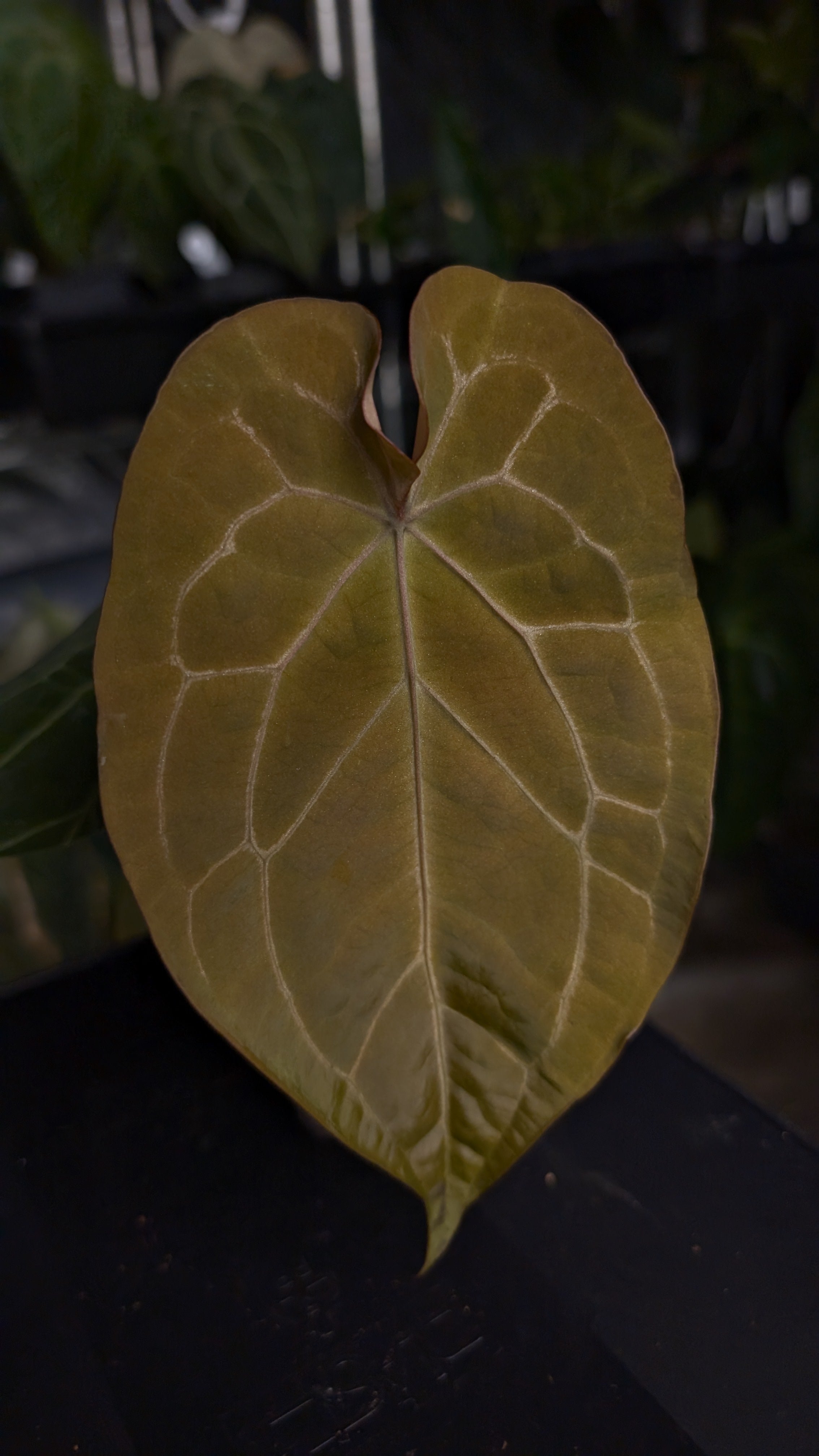 ※FYP (Division) Ace of spades Anthurium Ace of Spagetii F2 – Curious Plants