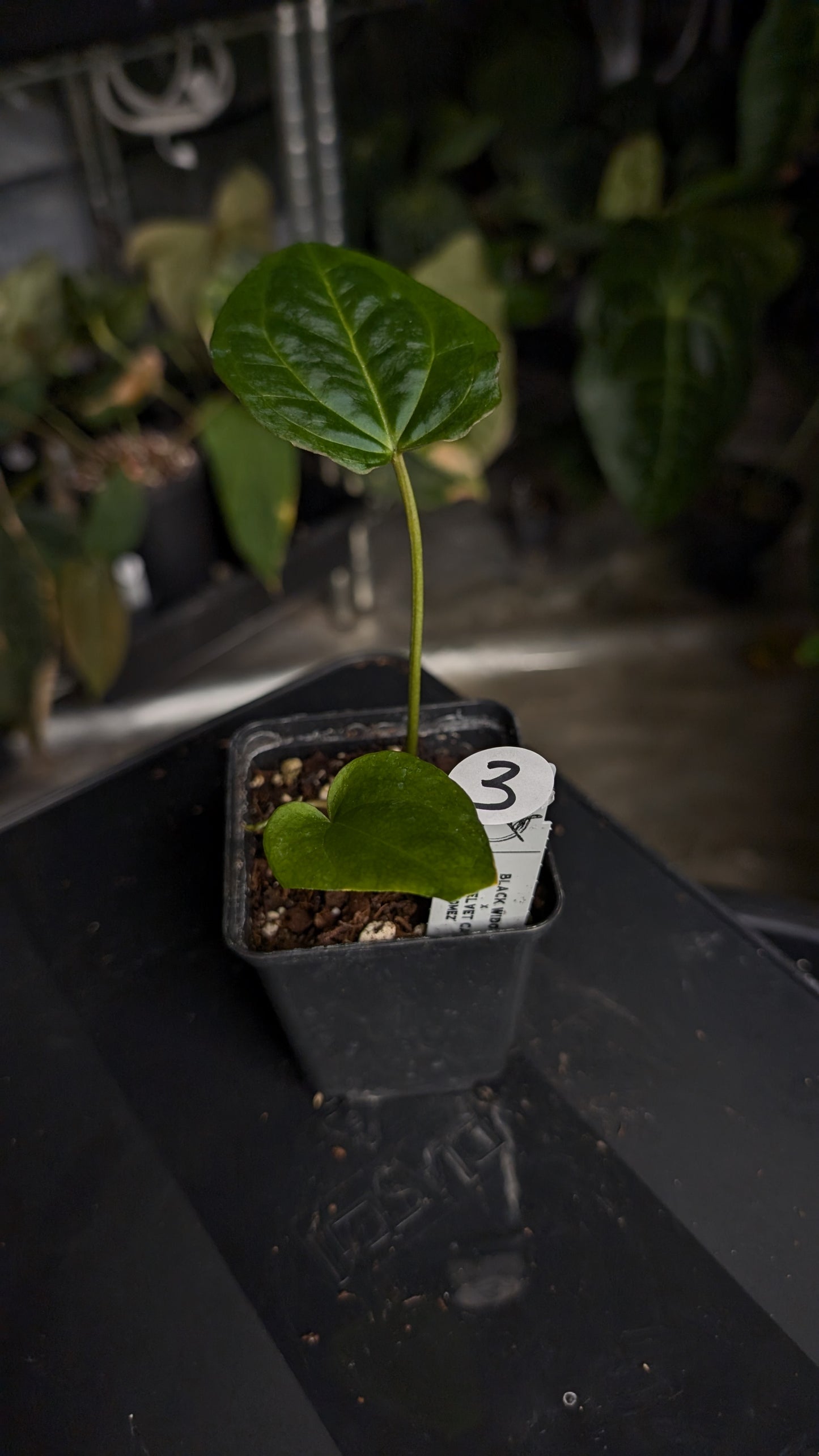 Anthurium Black Widow 43 x Red Velvet Cake 24 'Gomez' Clone