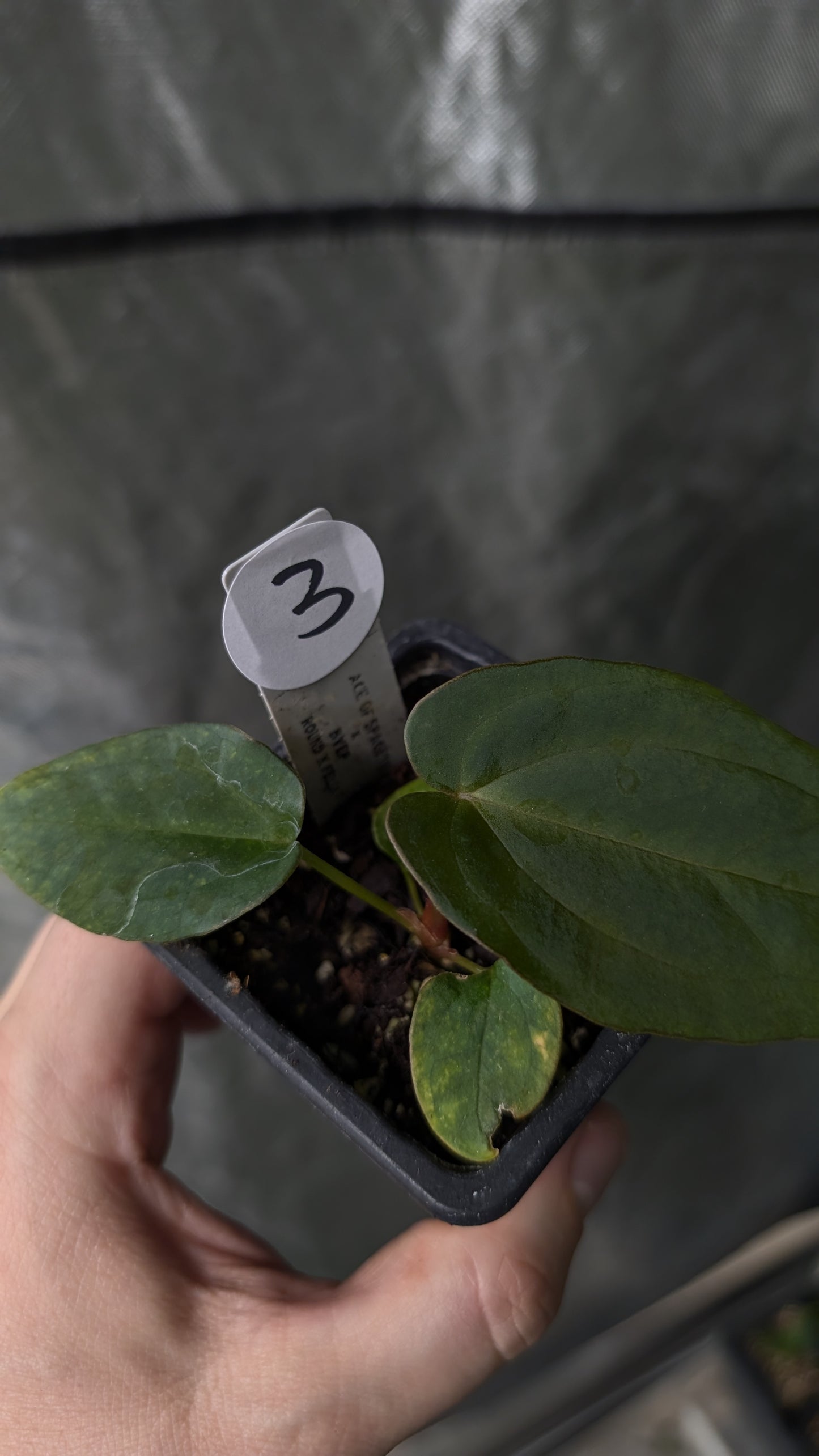 Anthurium Ace of Spagetii x BVEP 'Round x Felix'