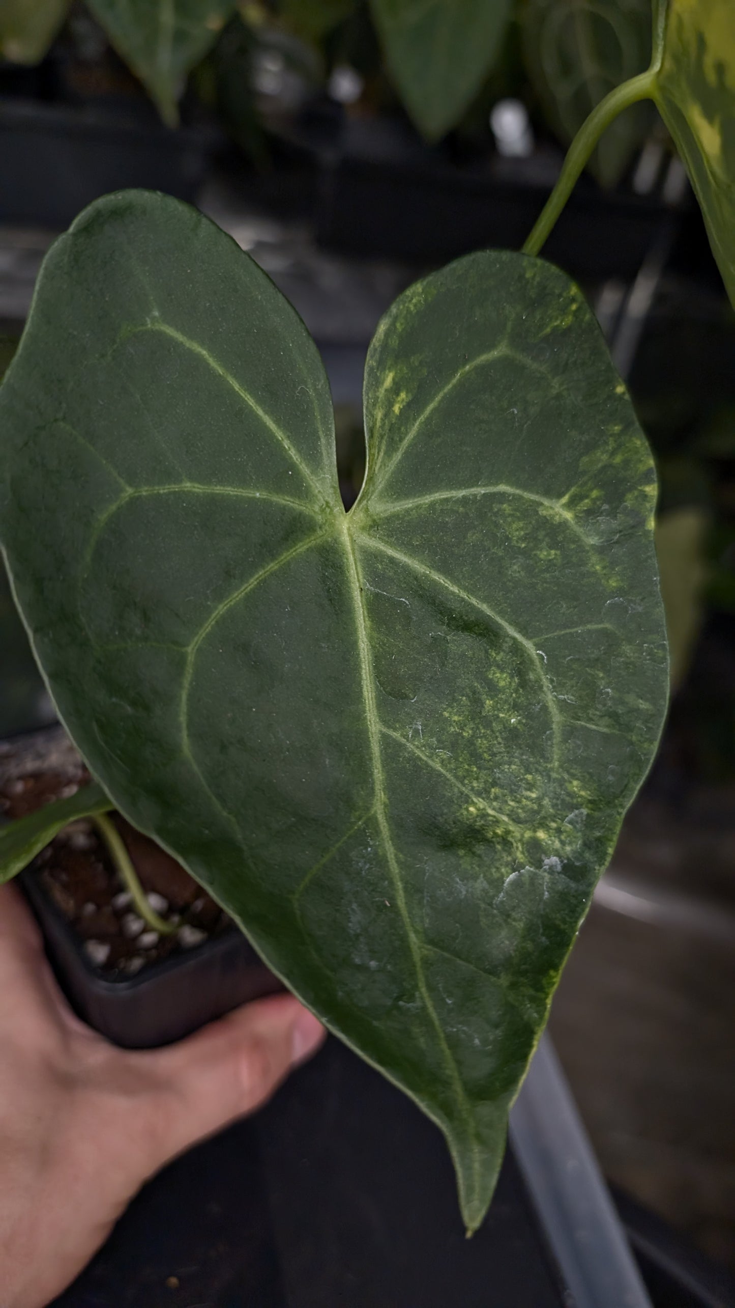 Variegated Anthurium Pterodactyl variegata x Clarinervium