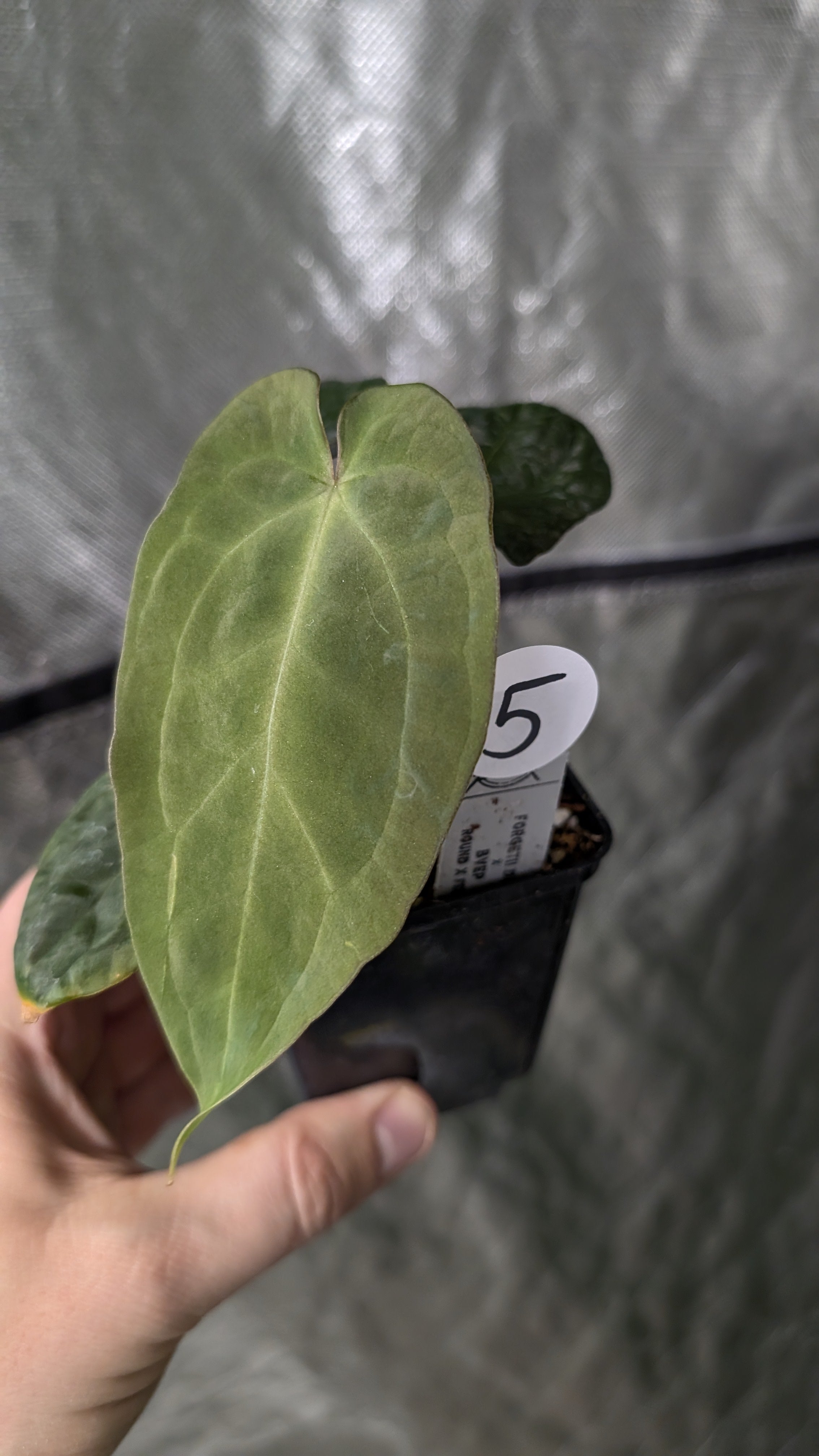 Anthurium Forgetii dark form x BVEP 'Round x Felix' – Curious Plants