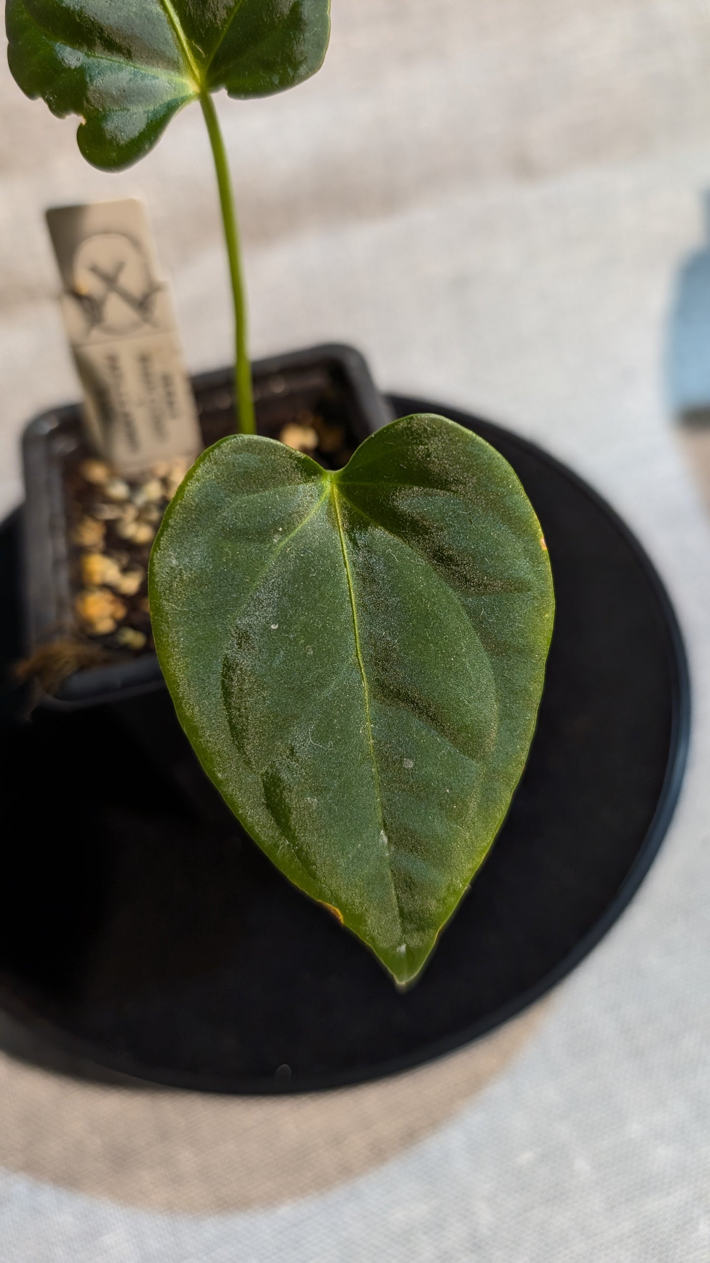 Anthurium Regale 'Dream Catcher' x Papillilaminum 'Daniel'