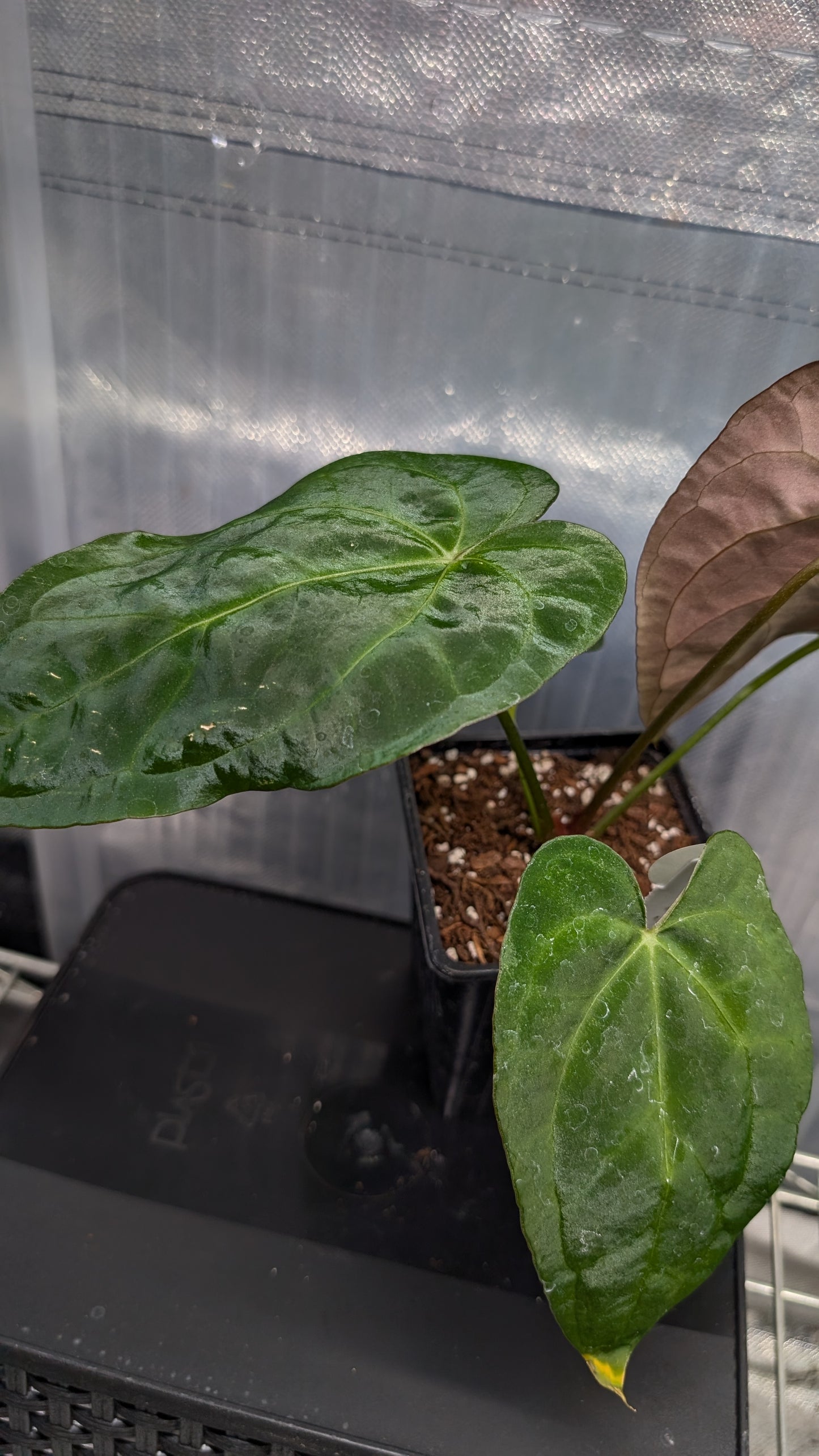 Anthurium Silver Blush Mint variegated x Papillilaminum 'Daniel'