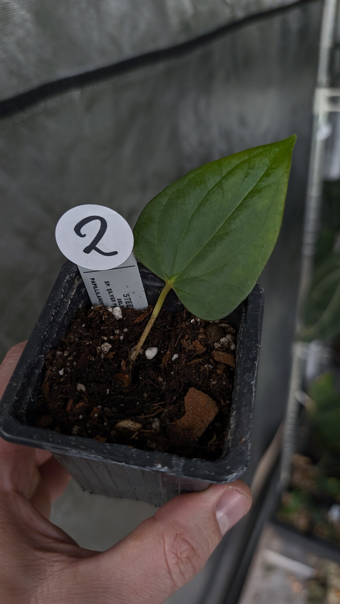 Anthurium 'Steelfin' clone