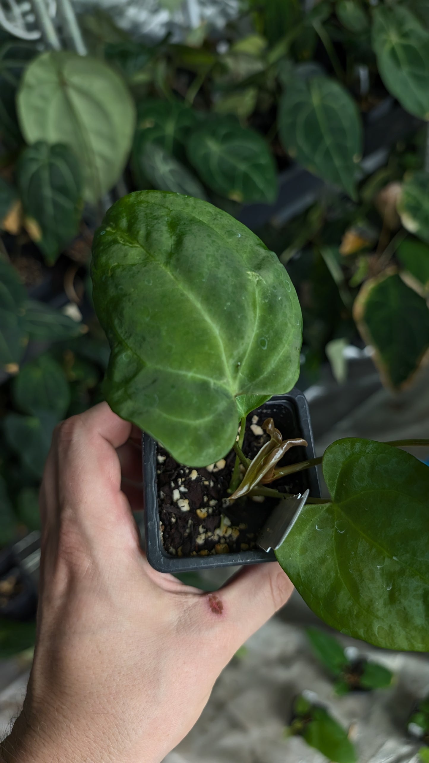 Anthurium [Carlablackiae x Dressleri Rio Guanche x Mr. Worldwide] x [Ace of Spagetii x Mr Worldwide]