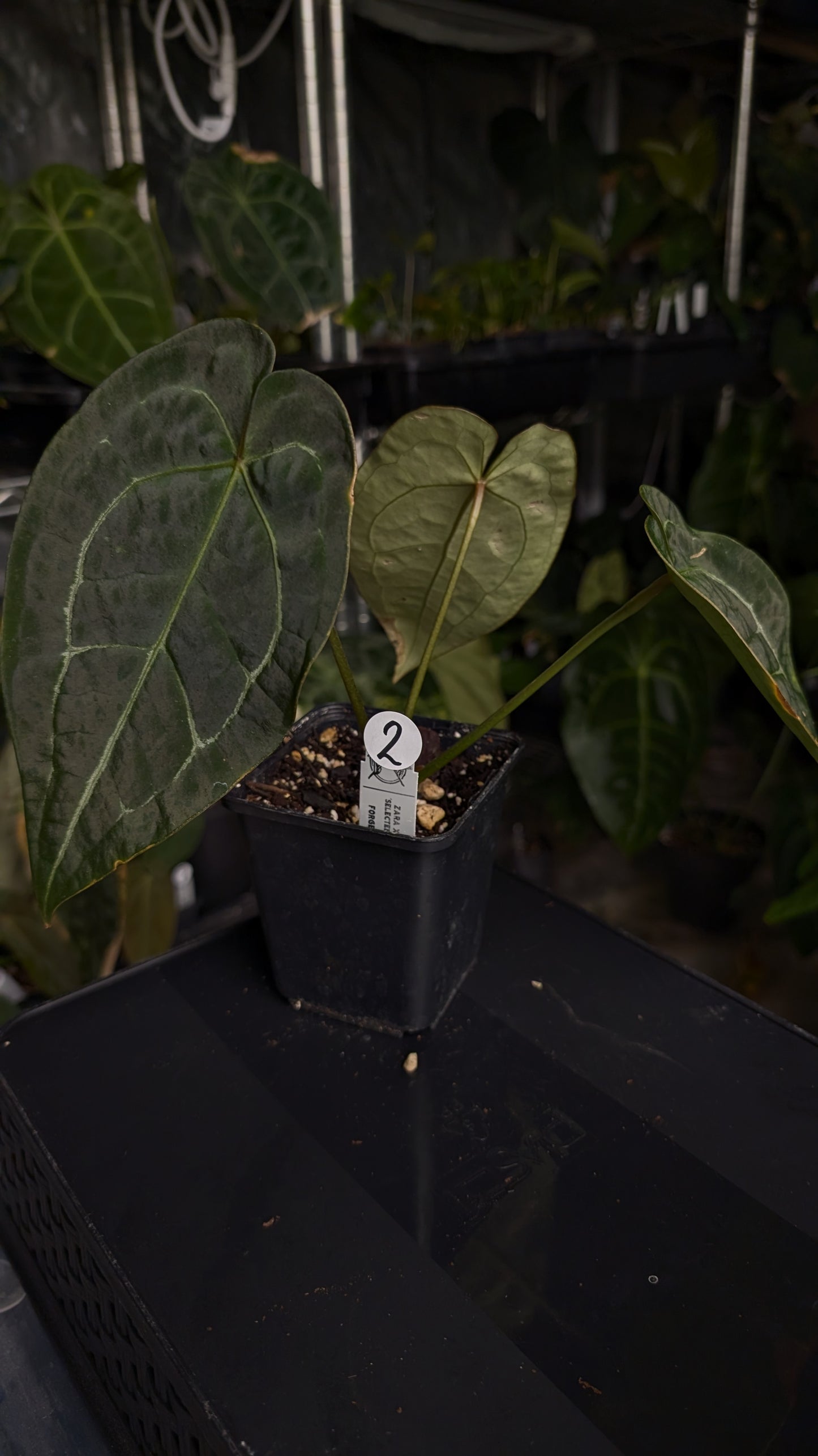 Anthurium Doc Block Zara x Michelle 'selected dark form' x Forgetii Dark