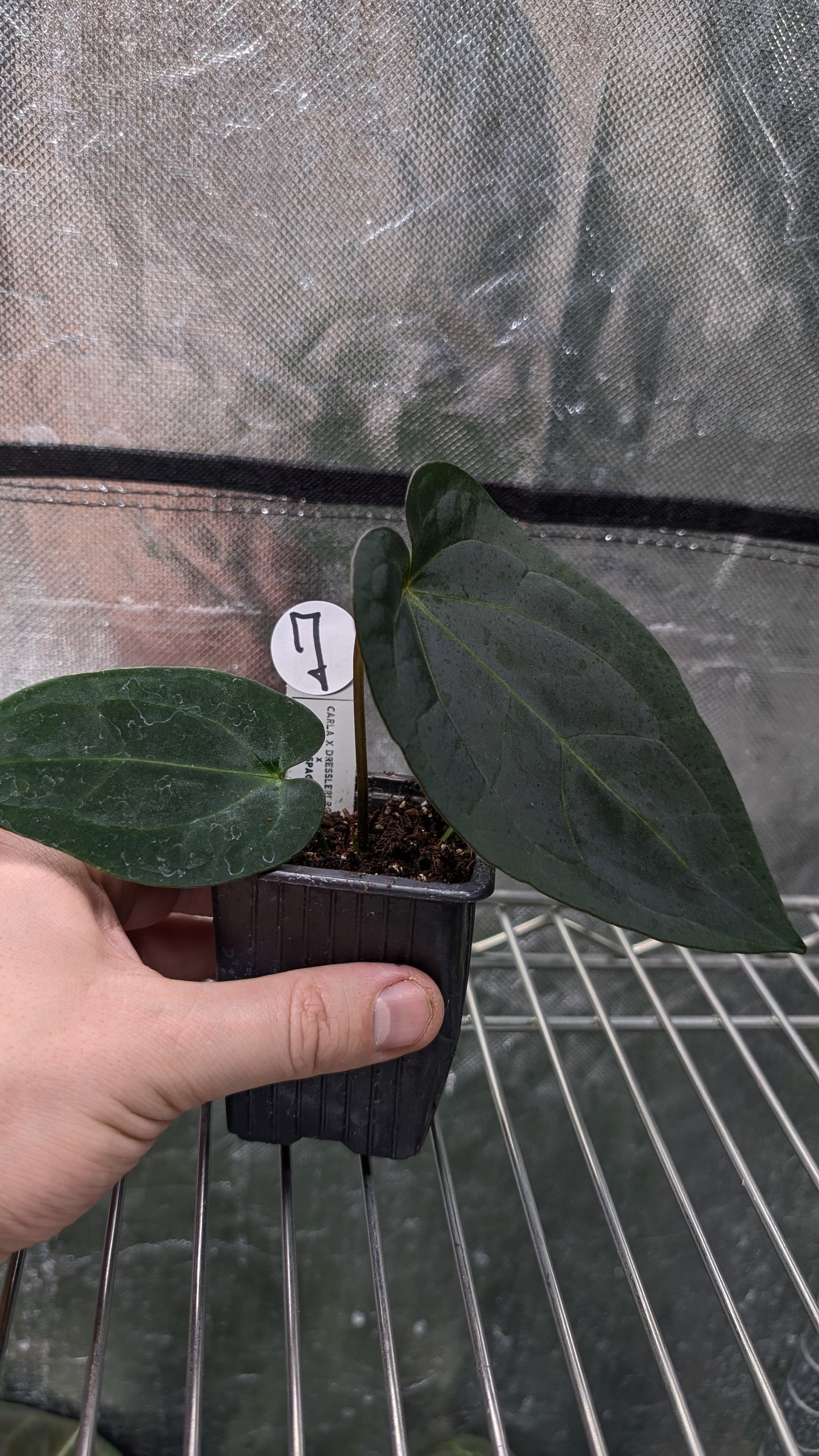 Anthurium (Carlablackiae x Dressleri Rio Guanche) X 'Ace of Spagetii'